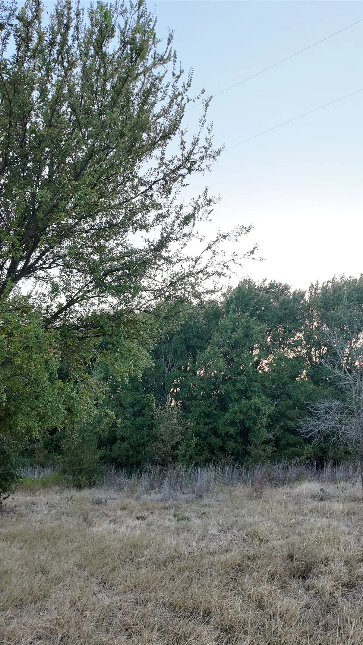 Expansive natural landscape featuring mature trees and open grassy areas
