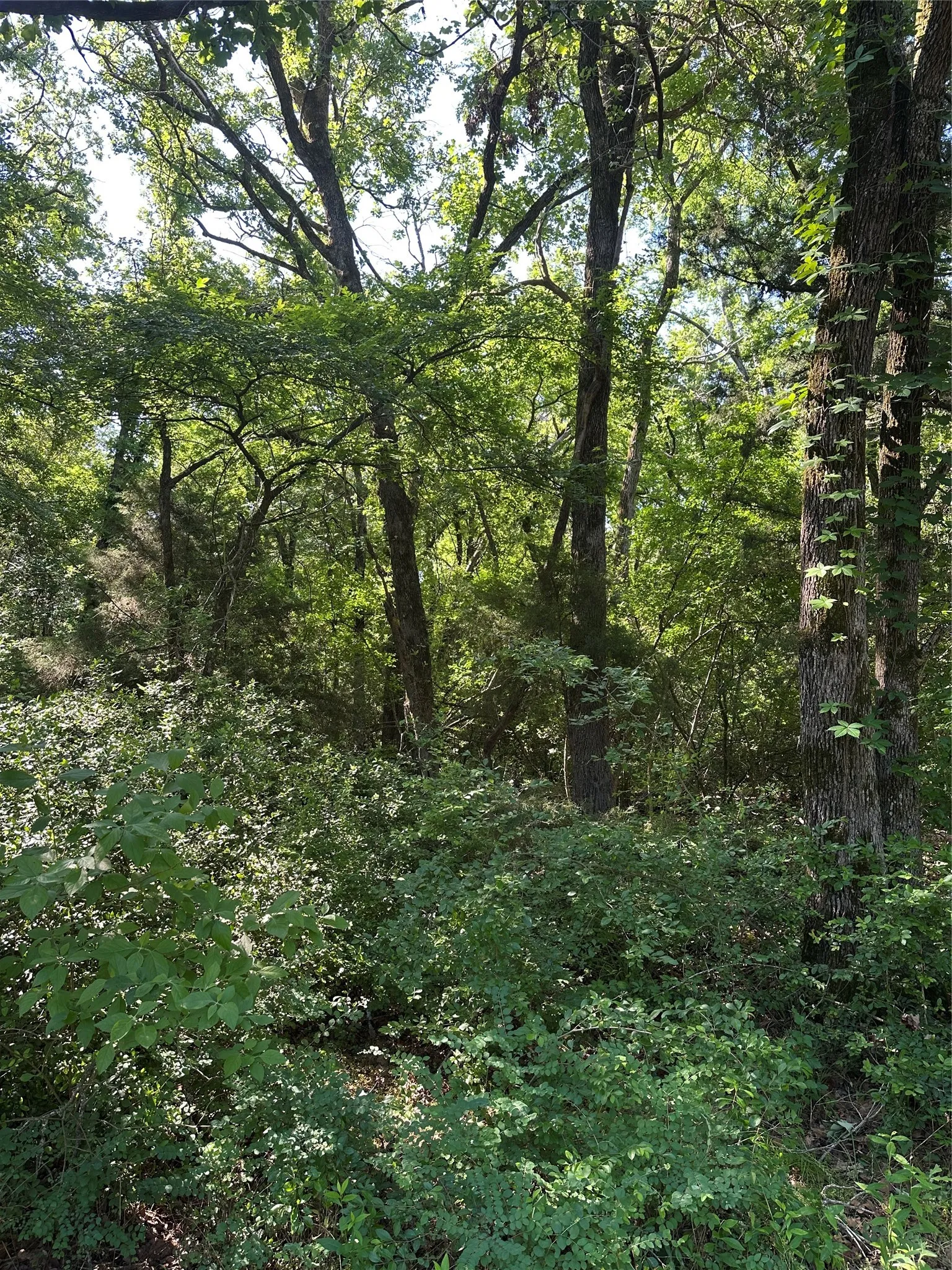 Nice Trees on Property