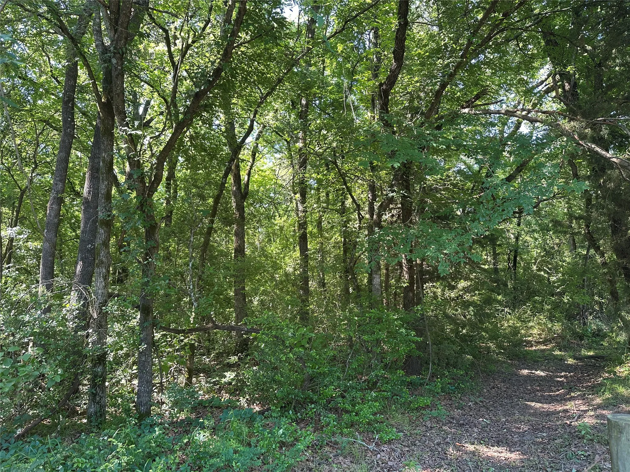 Natural landscape featuring dense treePath cut inside fence