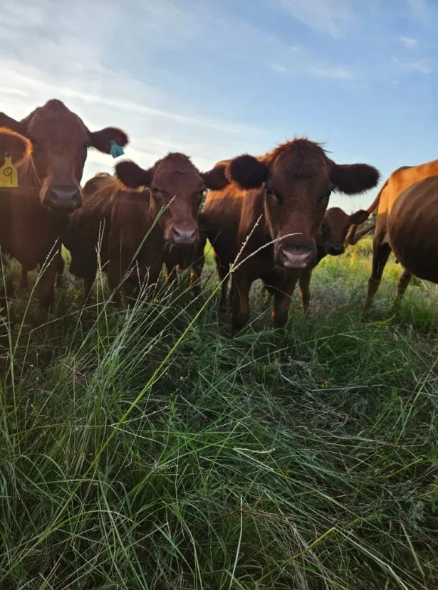 Ranch For Sale in Leon County , 8698 County Road 239, Oakwood, Texas 75855, 0, 0, Garage spaces, 0 Sqft, built in 2021, mls#21389534, Real Estate Agent in Oakwood, Homes For Sale in Leon county, Homes For Sale in Oakwood, Realtor in Oakwood Texas, Real Estate Brokerage Independent Realty Texas, Luminita Cordes Realtor