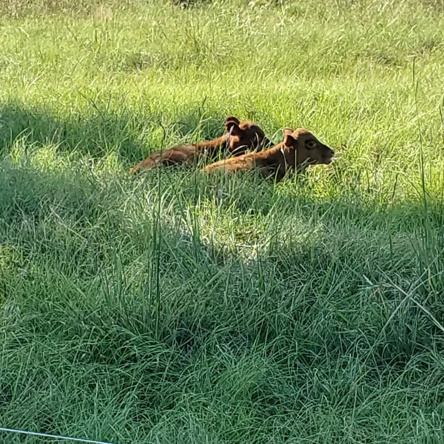 Ranch For Sale in Leon County , 8698 County Road 239, Oakwood, Texas 75855, 0, 0, Garage spaces, 0 Sqft, built in 2021, mls#21389534, Real Estate Agent in Oakwood, Homes For Sale in Leon county, Homes For Sale in Oakwood, Realtor in Oakwood Texas, Real Estate Brokerage Independent Realty Texas, Luminita Cordes Realtor