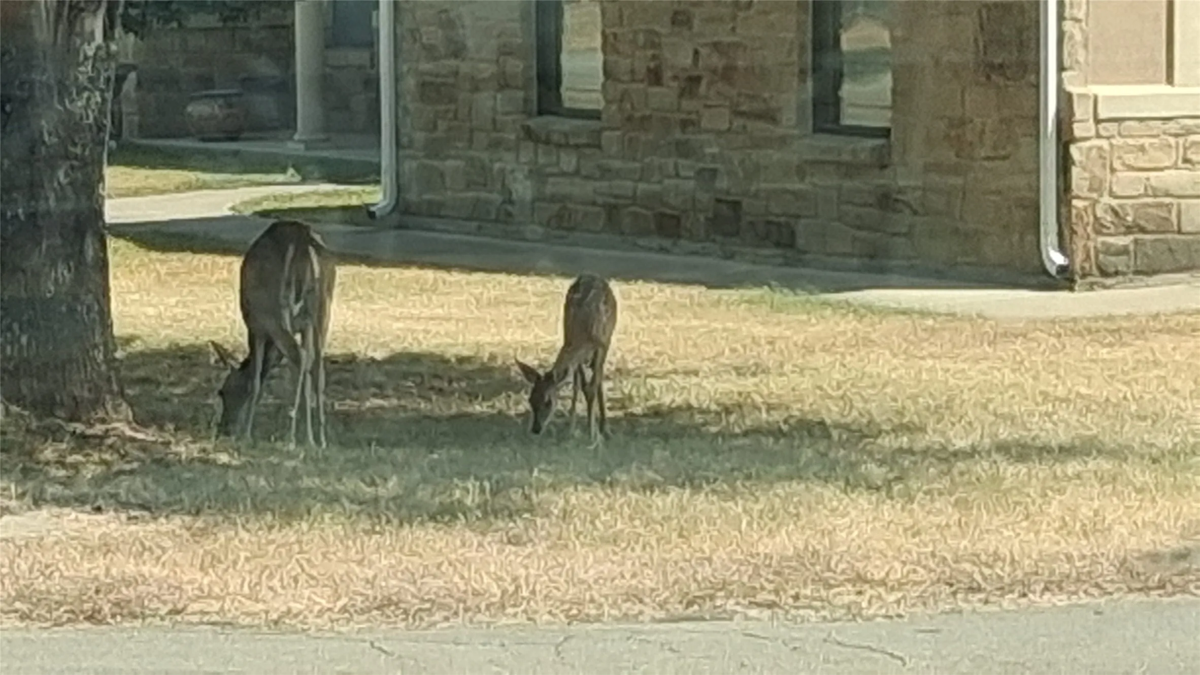Lots of Deer in the neighborhood