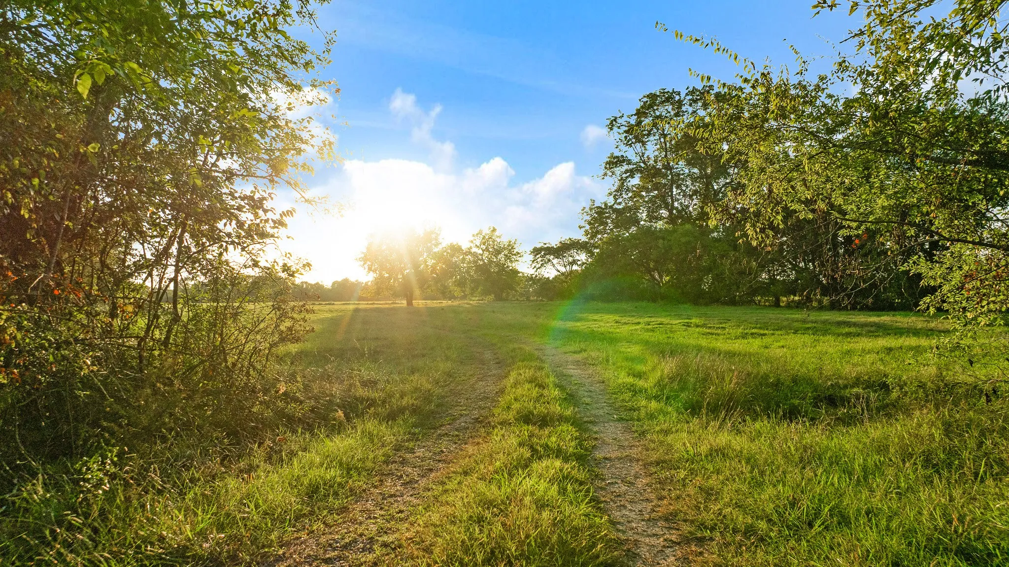 Expansive grassy field with a clear pathway and mature trees