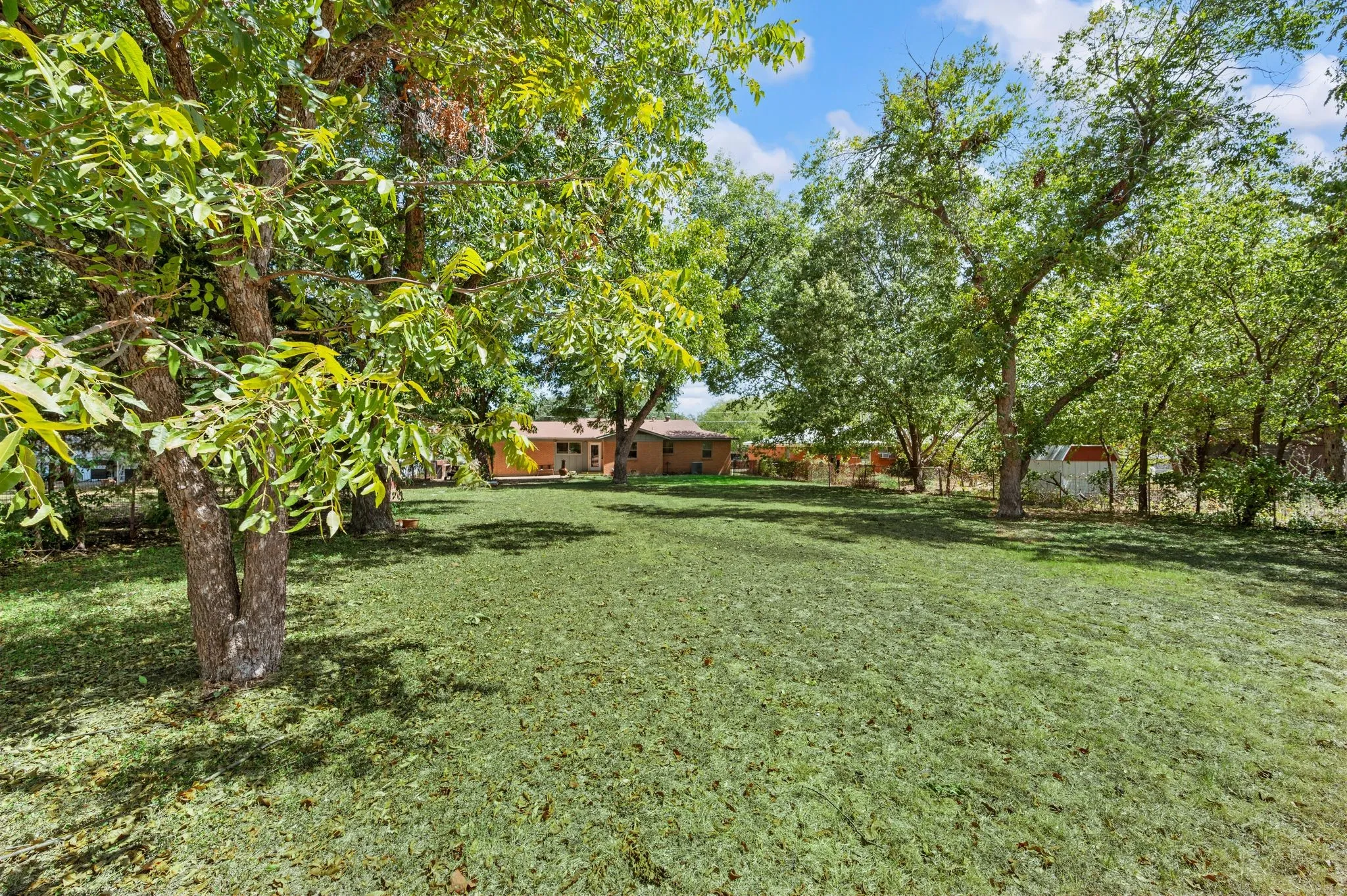 Mature Pecan Trees!