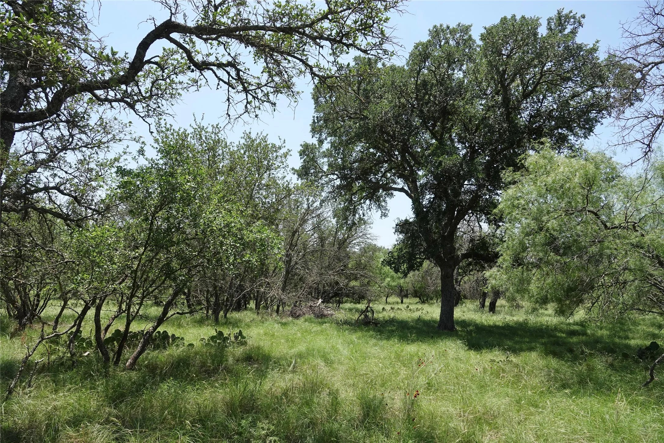 Ranch For Sale in Mills County , 267 County Road 112, Mullin, Texas 76864, 0, 0, Garage spaces, 0 Sqft, built in 0, mls#21391089, Real Estate Agent in Mullin, Homes For Sale in Mills county, Homes For Sale in Mullin, Realtor in Mullin Texas, Real Estate Brokerage Independent Realty Texas, Luminita Cordes Realtor