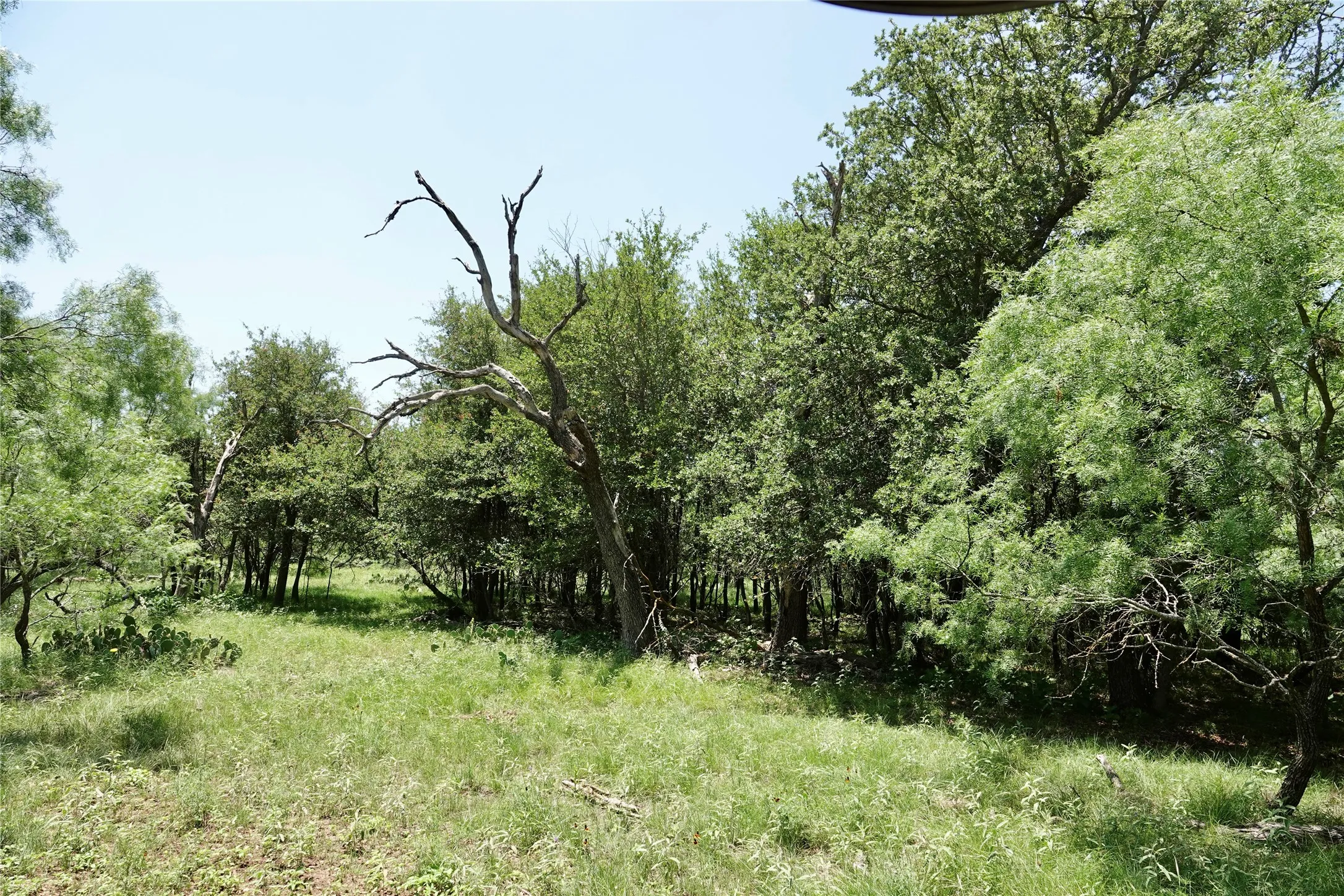 Ranch For Sale in Mills County , 267 County Road 112, Mullin, Texas 76864, 0, 0, Garage spaces, 0 Sqft, built in 0, mls#21391089, Real Estate Agent in Mullin, Homes For Sale in Mills county, Homes For Sale in Mullin, Realtor in Mullin Texas, Real Estate Brokerage Independent Realty Texas, Luminita Cordes Realtor