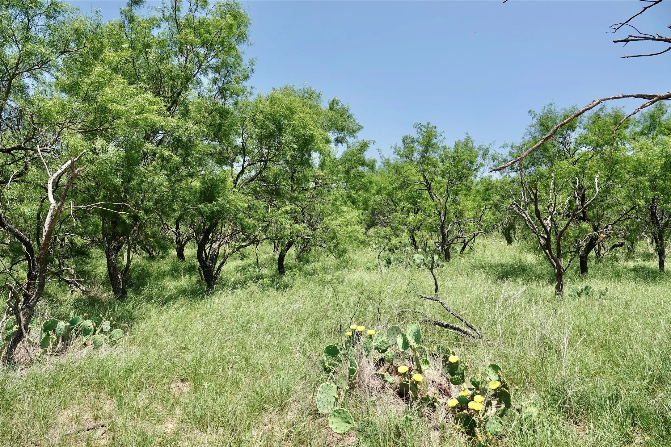 Ranch For Sale in Mills County , 267 County Road 112, Mullin, Texas 76864, 0, 0, Garage spaces, 0 Sqft, built in 0, mls#21391089, Real Estate Agent in Mullin, Homes For Sale in Mills county, Homes For Sale in Mullin, Realtor in Mullin Texas, Real Estate Brokerage Independent Realty Texas, Luminita Cordes Realtor