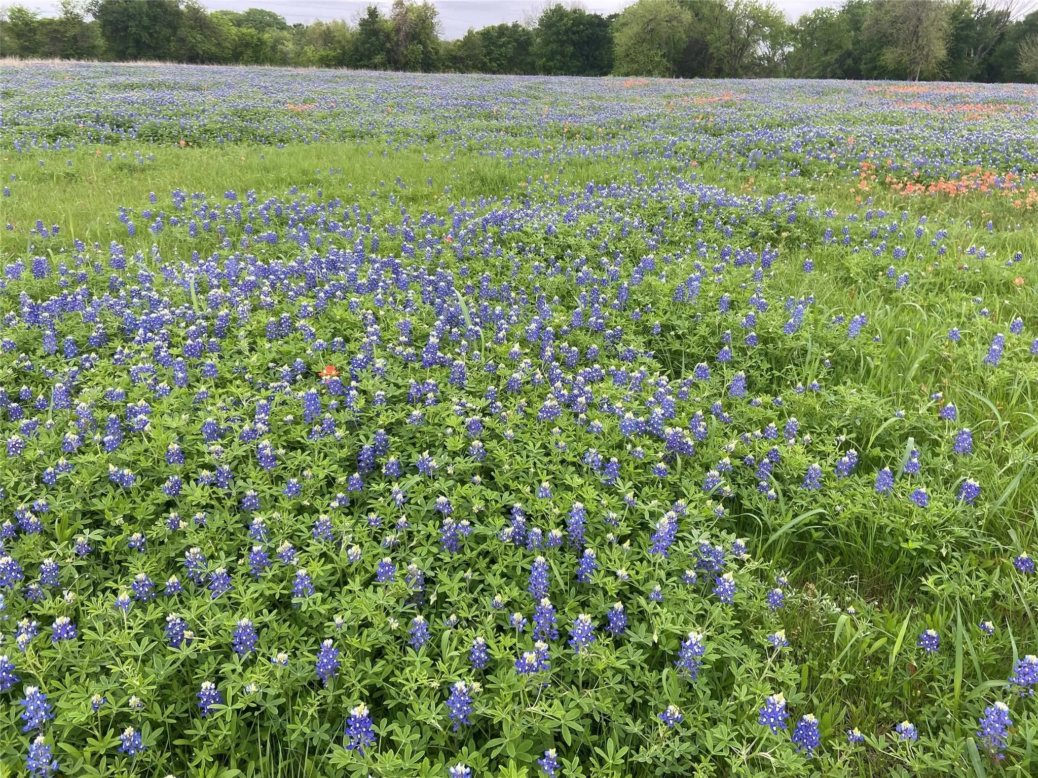 Unimproved Land For Sale in Ellis County , 254 N Cooke Road, Ennis, Texas 75119, 0, 0, Garage spaces, 0 Sqft, built in 0, mls#21389957, Real Estate Agent in Ennis, Homes For Sale in Ellis county, Homes For Sale in Ennis, Realtor in Ennis Texas, Real Estate Brokerage Independent Realty Texas, Luminita Cordes Realtor