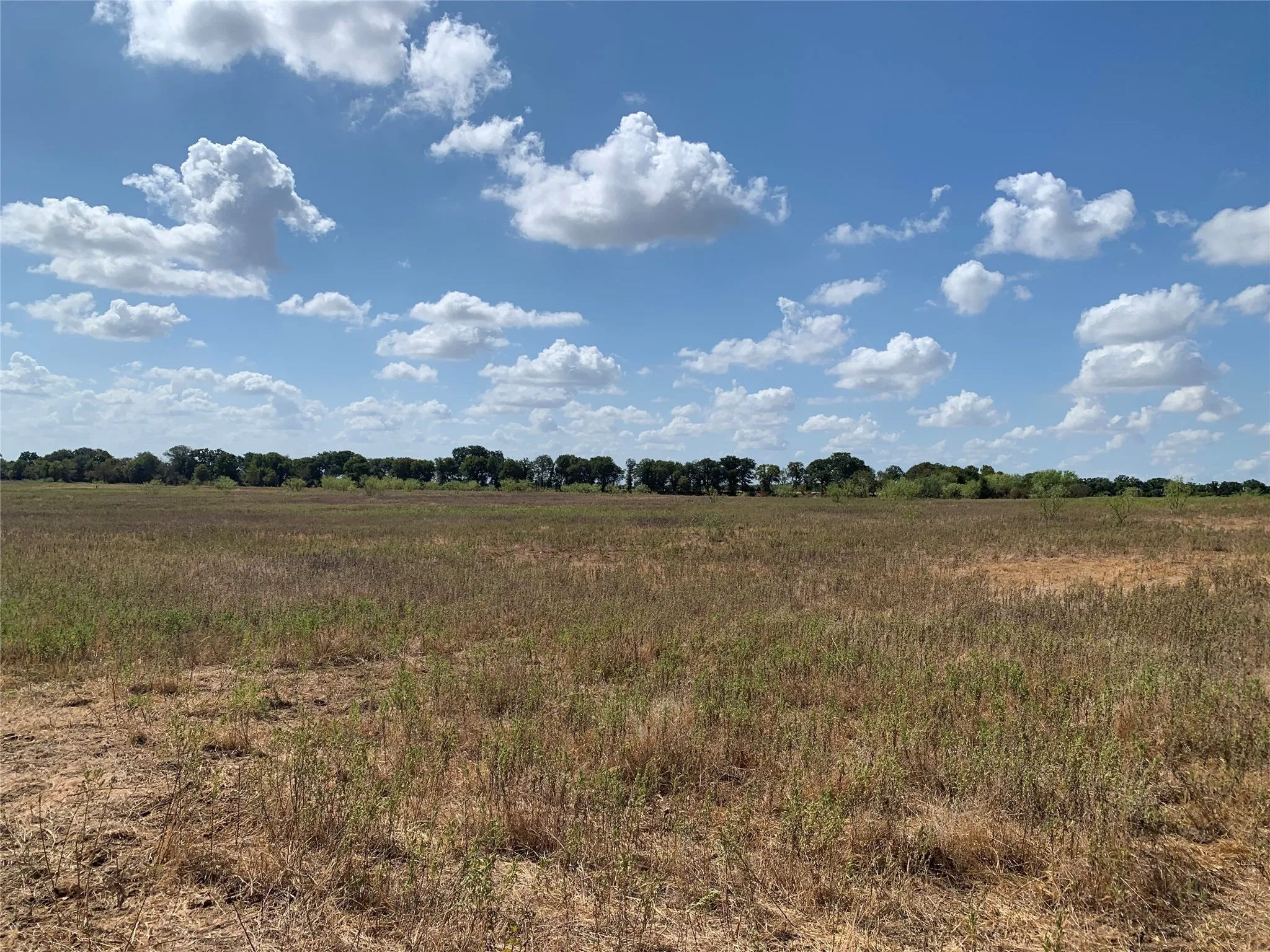 Expansive open land with natural ground cover, bordered by a line of mature trees