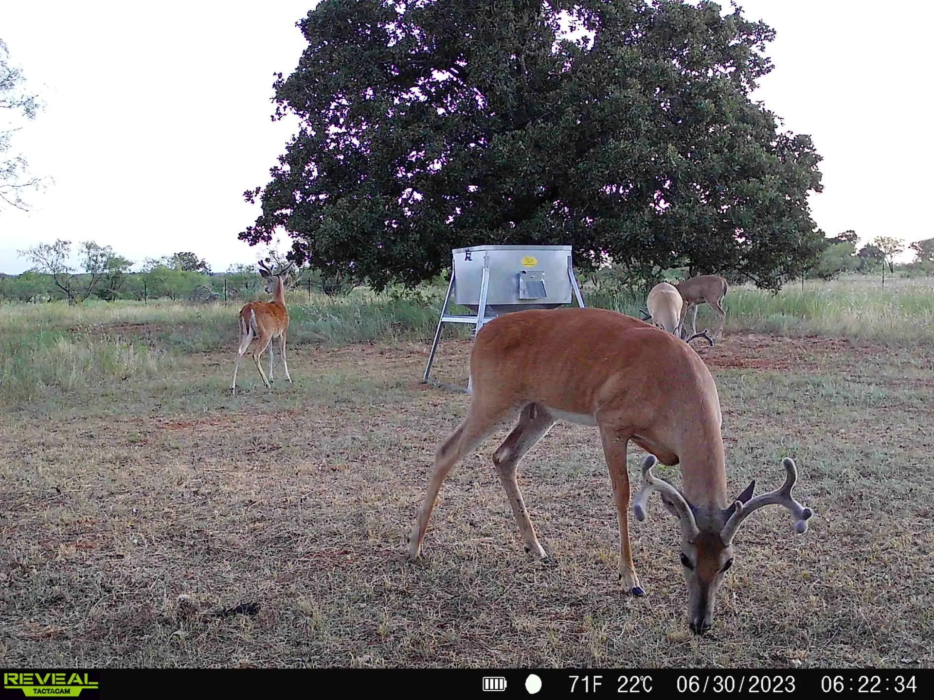 Unimproved Land For Sale in Eastland County , 384 County Road 406, Carbon, Texas 76435, 0, 0, Garage spaces, 0 Sqft, built in 0, mls#21391061, Real Estate Agent in Carbon, Homes For Sale in Eastland county, Homes For Sale in Carbon, Realtor in Carbon Texas, Real Estate Brokerage Independent Realty Texas, Luminita Cordes Realtor