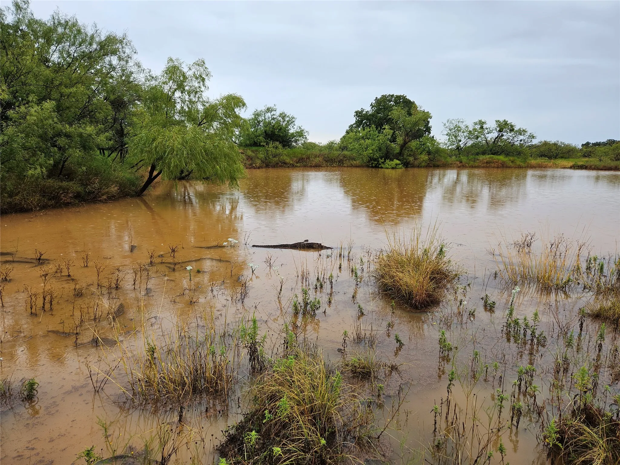 Unimproved Land For Sale in Eastland County , 384 County Road 406, Carbon, Texas 76435, 0, 0, Garage spaces, 0 Sqft, built in 0, mls#21391061, Real Estate Agent in Carbon, Homes For Sale in Eastland county, Homes For Sale in Carbon, Realtor in Carbon Texas, Real Estate Brokerage Independent Realty Texas, Luminita Cordes Realtor