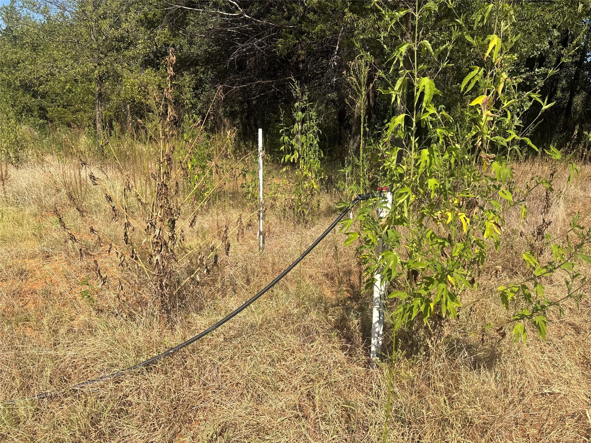Improved Land For Sale in Grayson County , 379 & 401 CR 167, Whitesboro, Texas 76273, 0, 0, Garage spaces, 0 Sqft, built in 0, mls#21389967, Real Estate Agent in Whitesboro, Homes For Sale in Grayson county, Homes For Sale in Whitesboro, Realtor in Whitesboro Texas, Real Estate Brokerage Independent Realty Texas, Luminita Cordes Realtor