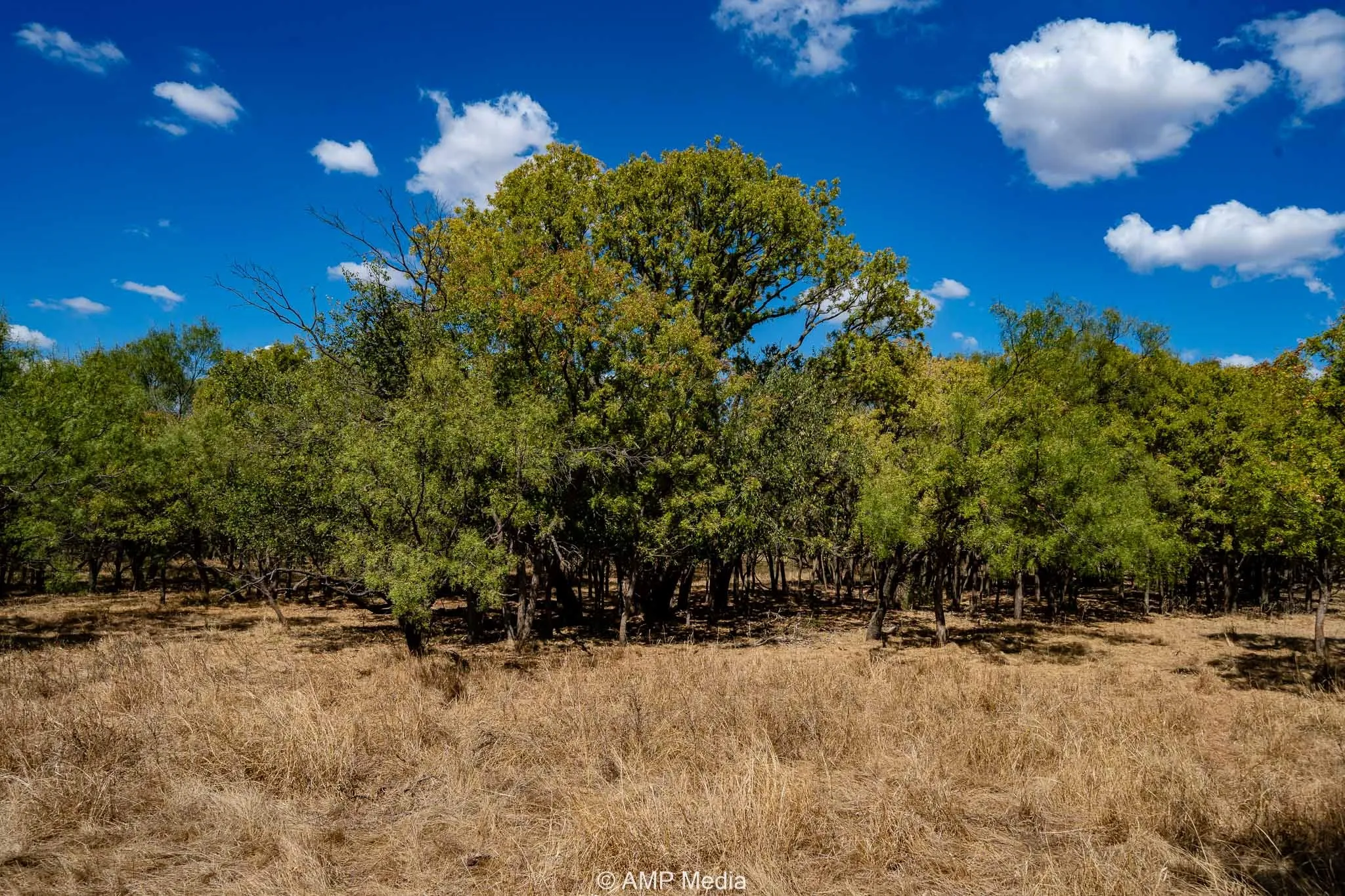 Ranch For Sale in Haskell County , 4660 County Road 463, Rule, Texas 79547, 0, 0, Garage spaces, 0 Sqft, built in 2008, mls#21391263, Real Estate Agent in Rule, Homes For Sale in Haskell county, Homes For Sale in Rule, Realtor in Rule Texas, Real Estate Brokerage Independent Realty Texas, Luminita Cordes Realtor