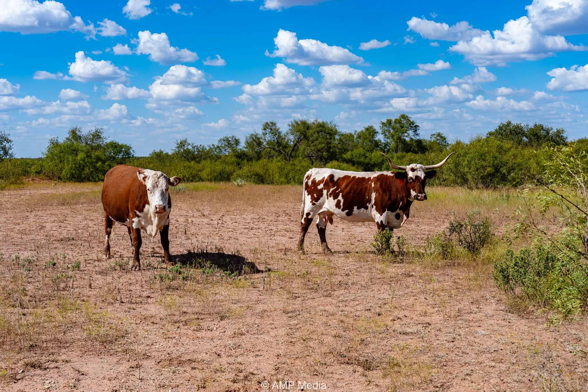 Ranch For Sale in Haskell County , 4660 County Road 463, Rule, Texas 79547, 0, 0, Garage spaces, 0 Sqft, built in 2008, mls#21391263, Real Estate Agent in Rule, Homes For Sale in Haskell county, Homes For Sale in Rule, Realtor in Rule Texas, Real Estate Brokerage Independent Realty Texas, Luminita Cordes Realtor