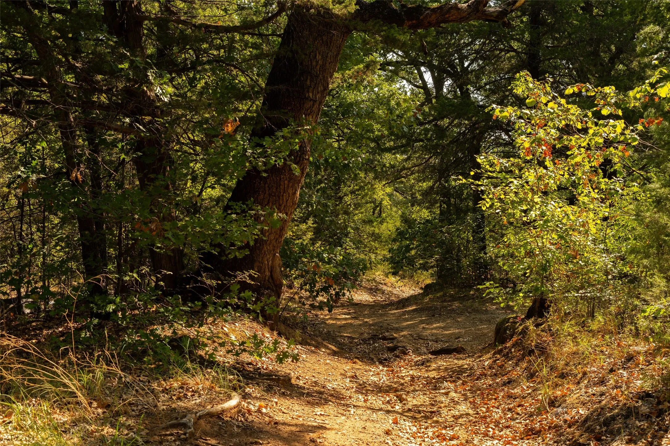 Unimproved Land For Sale in Grayson County , 4 Acres Tipps Lane, Whitesboro, Texas 76273, 0, 0, Garage spaces, 0 Sqft, built in 0, mls#21391408, Real Estate Agent in Whitesboro, Homes For Sale in Grayson county, Homes For Sale in Whitesboro, Realtor in Whitesboro Texas, Real Estate Brokerage Independent Realty Texas, Luminita Cordes Realtor