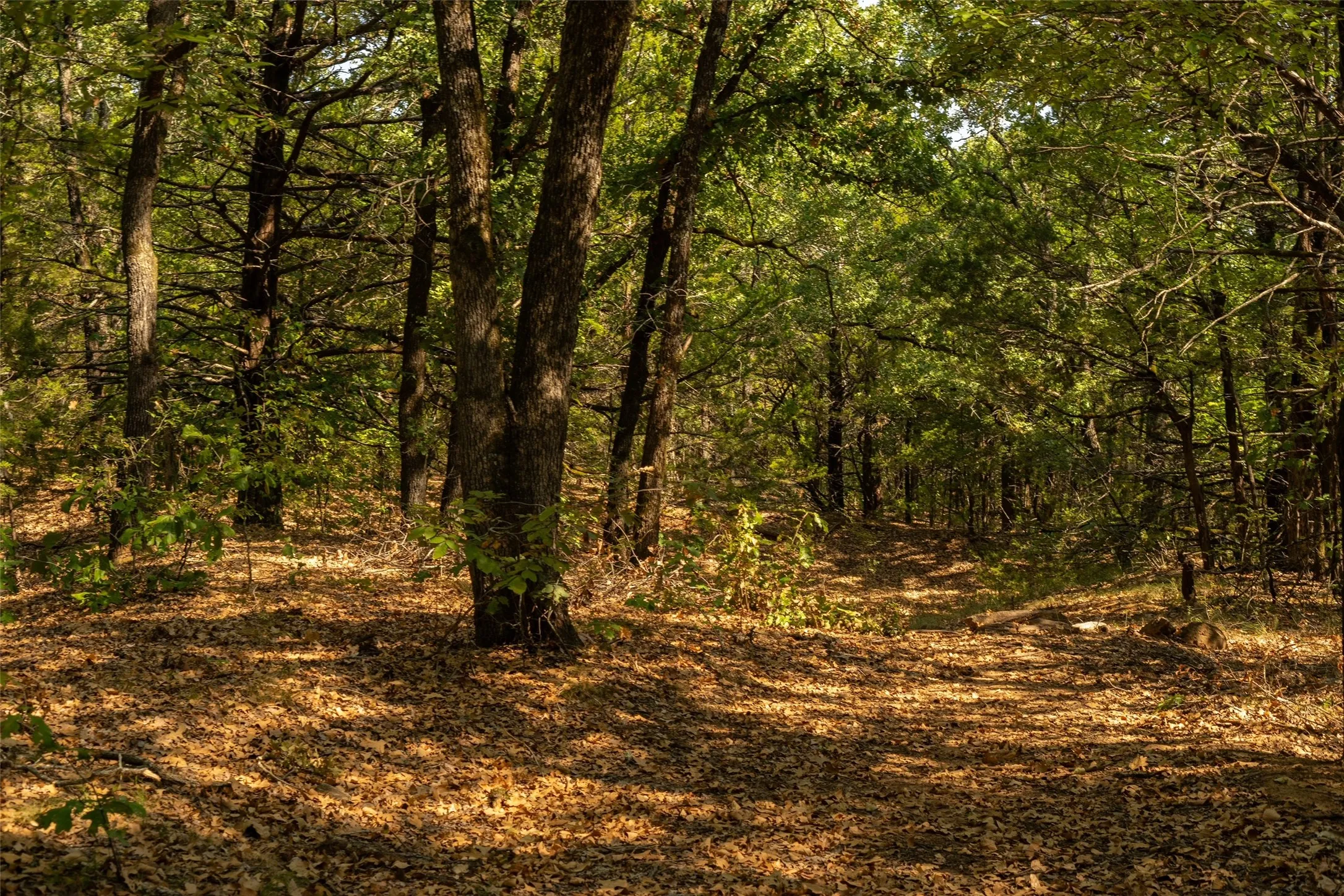 Unimproved Land For Sale in Grayson County , 4 Acres Tipps Lane, Whitesboro, Texas 76273, 0, 0, Garage spaces, 0 Sqft, built in 0, mls#21391408, Real Estate Agent in Whitesboro, Homes For Sale in Grayson county, Homes For Sale in Whitesboro, Realtor in Whitesboro Texas, Real Estate Brokerage Independent Realty Texas, Luminita Cordes Realtor