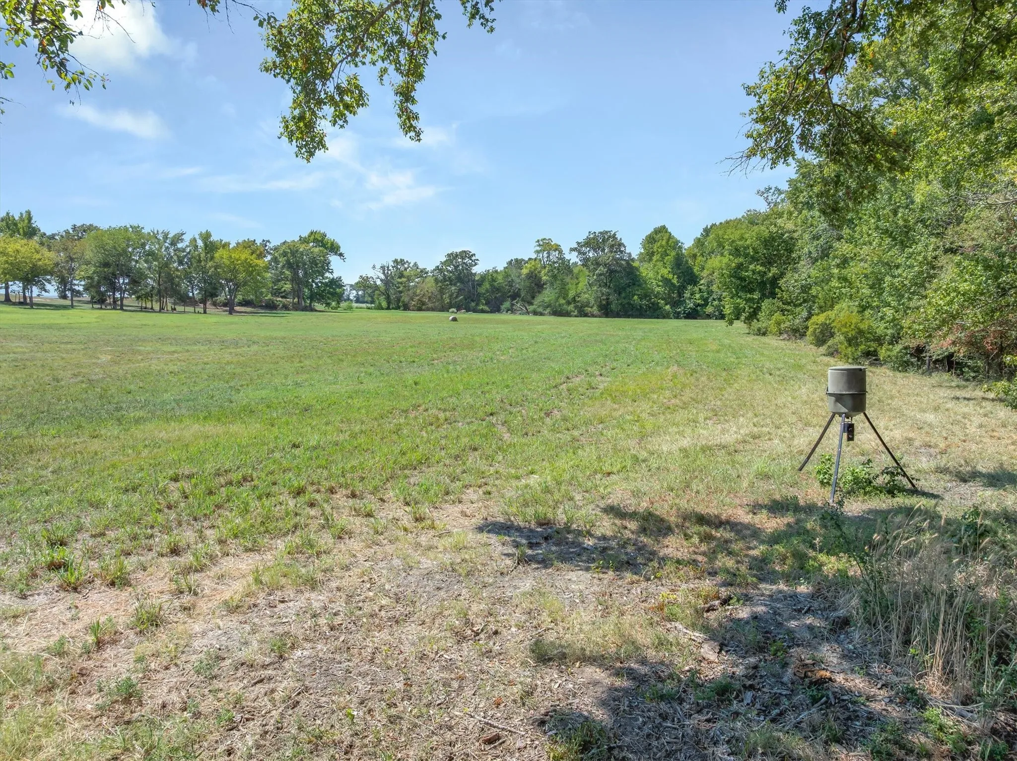Expansive open field with scattered trees and a clear sky