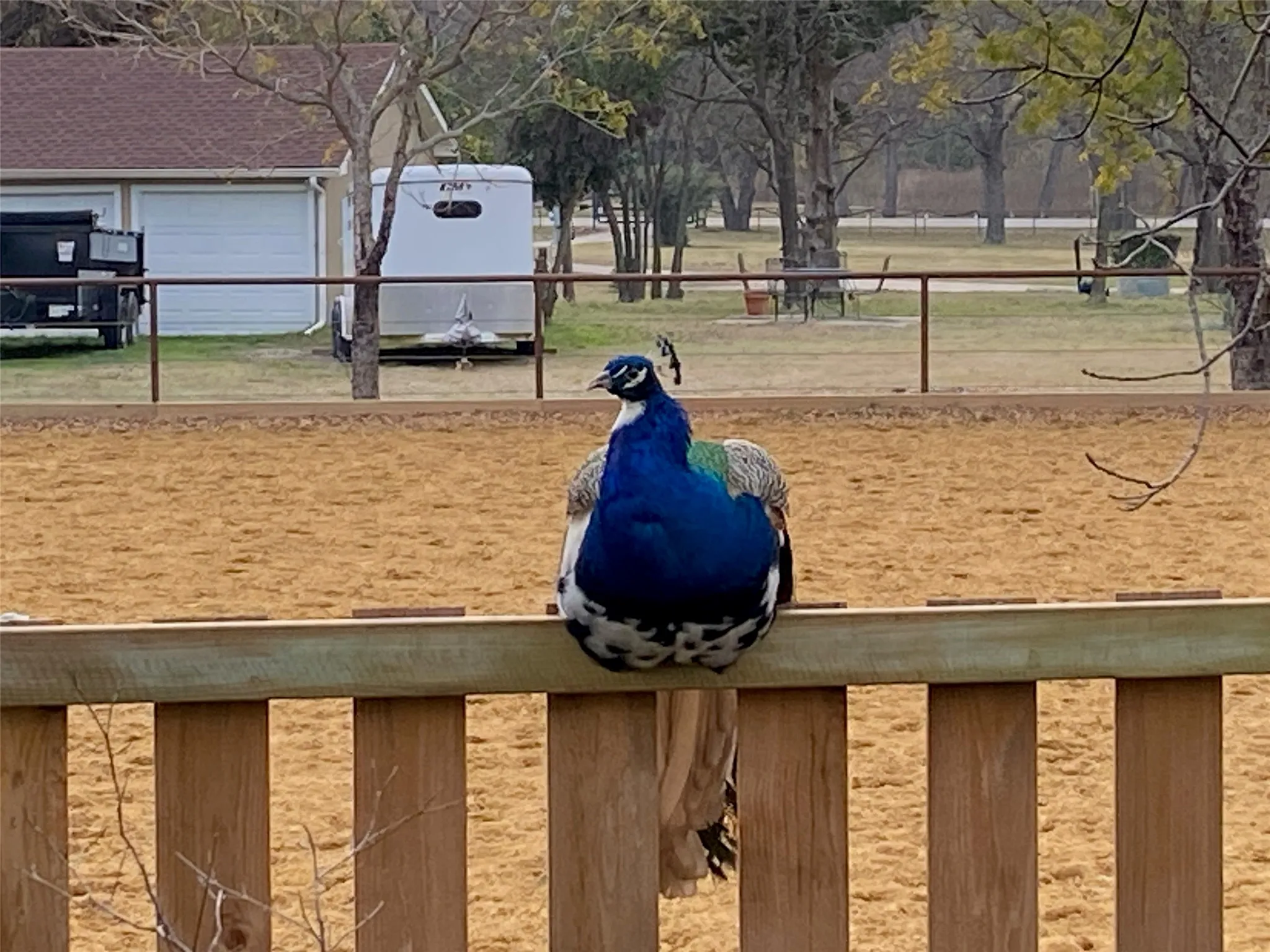 A neighborhood peacock