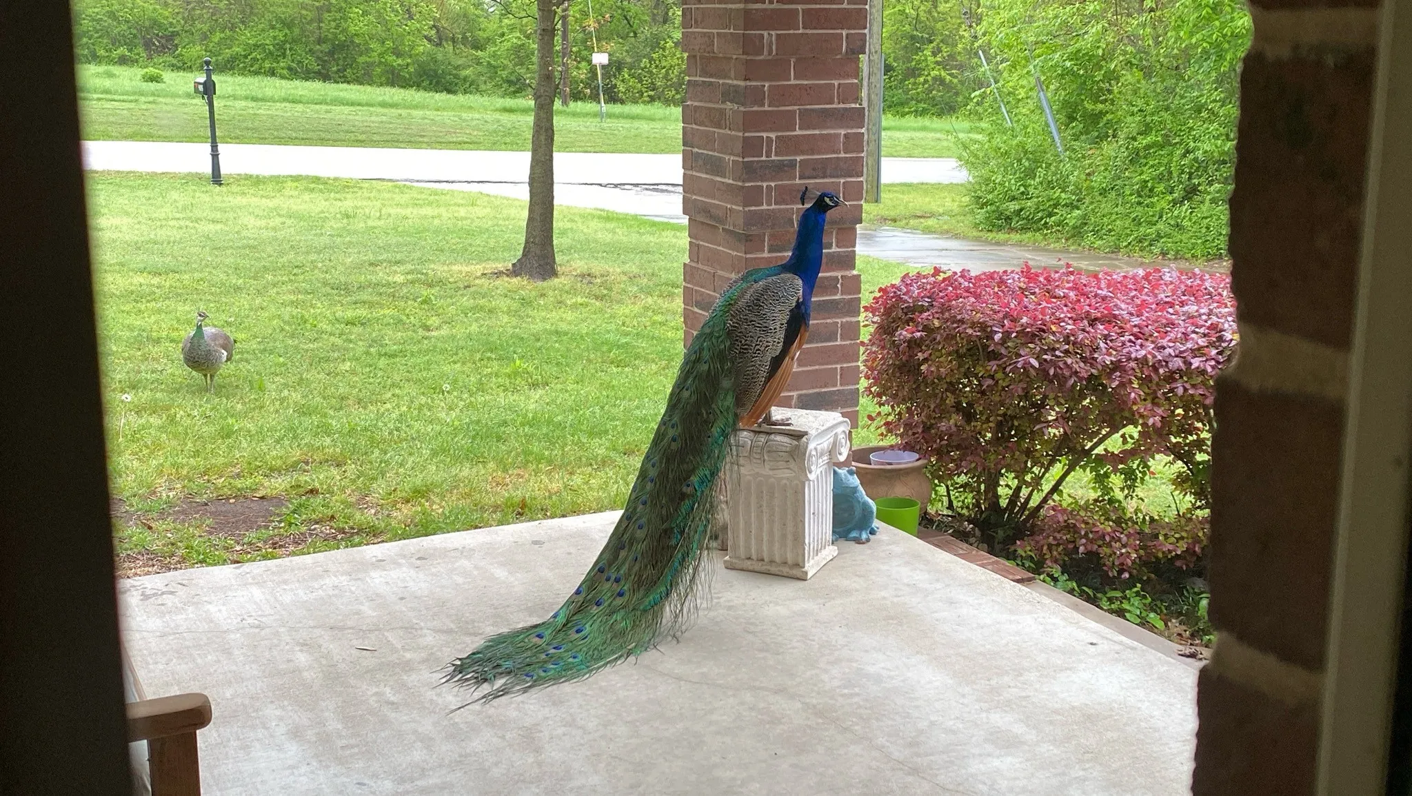 Front porch with one of the neighborhood peacocks