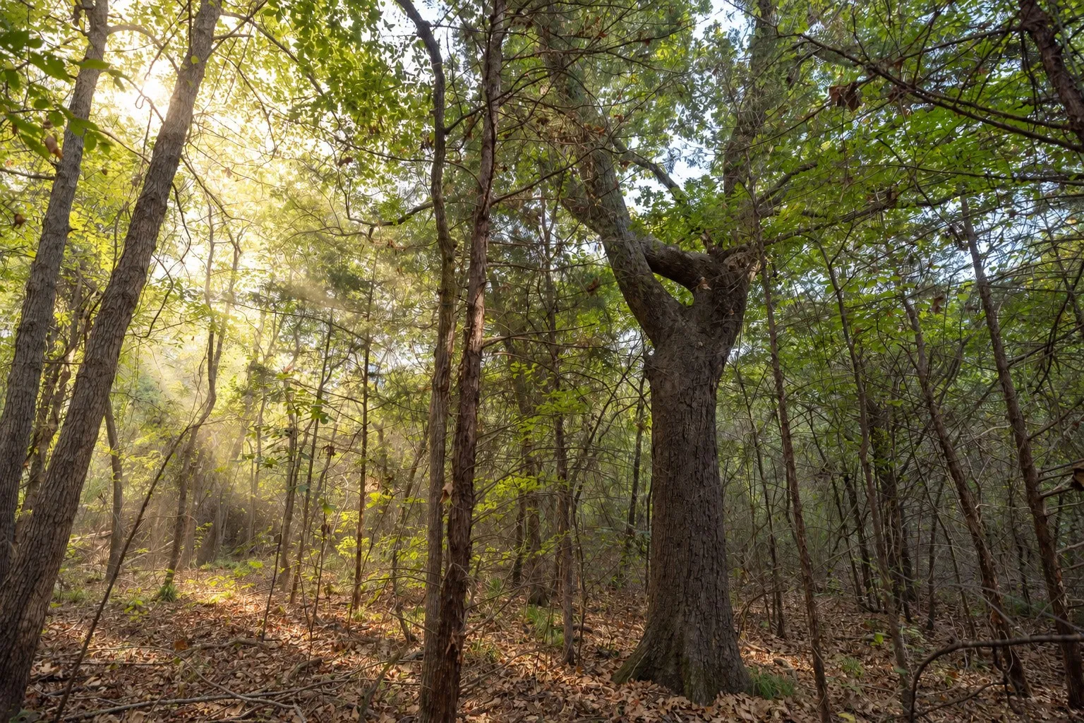 Unimproved Land For Sale in Cherokee County , 500 County Road 3805, Bullard, Texas 75757, 0, 0, Garage spaces, 0 Sqft, built in 0, mls#21391693, Real Estate Agent in Bullard, Homes For Sale in Cherokee county, Homes For Sale in Bullard, Realtor in Bullard Texas, Real Estate Brokerage Independent Realty Texas, Luminita Cordes Realtor