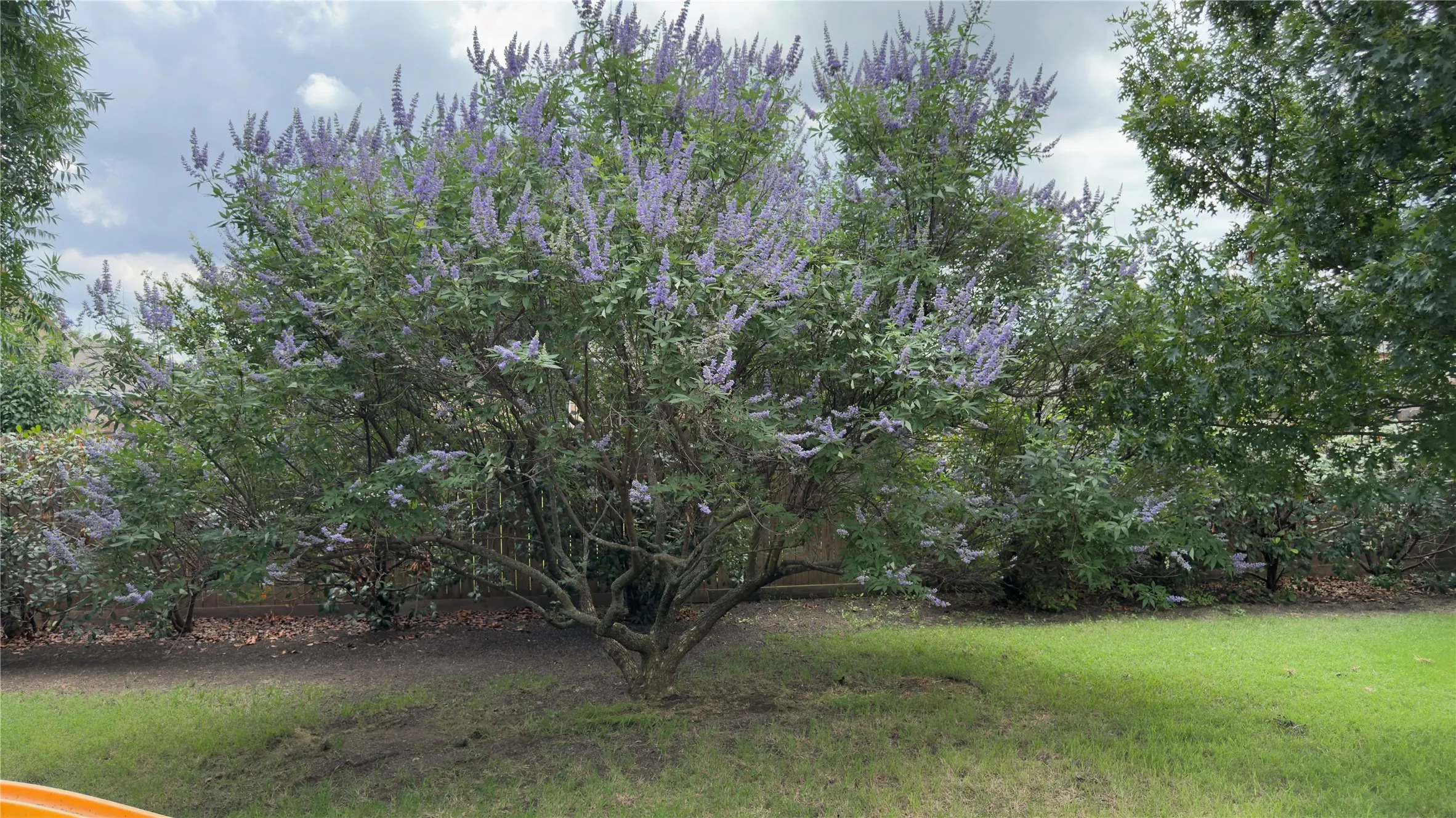 Yard in bloom in spring.