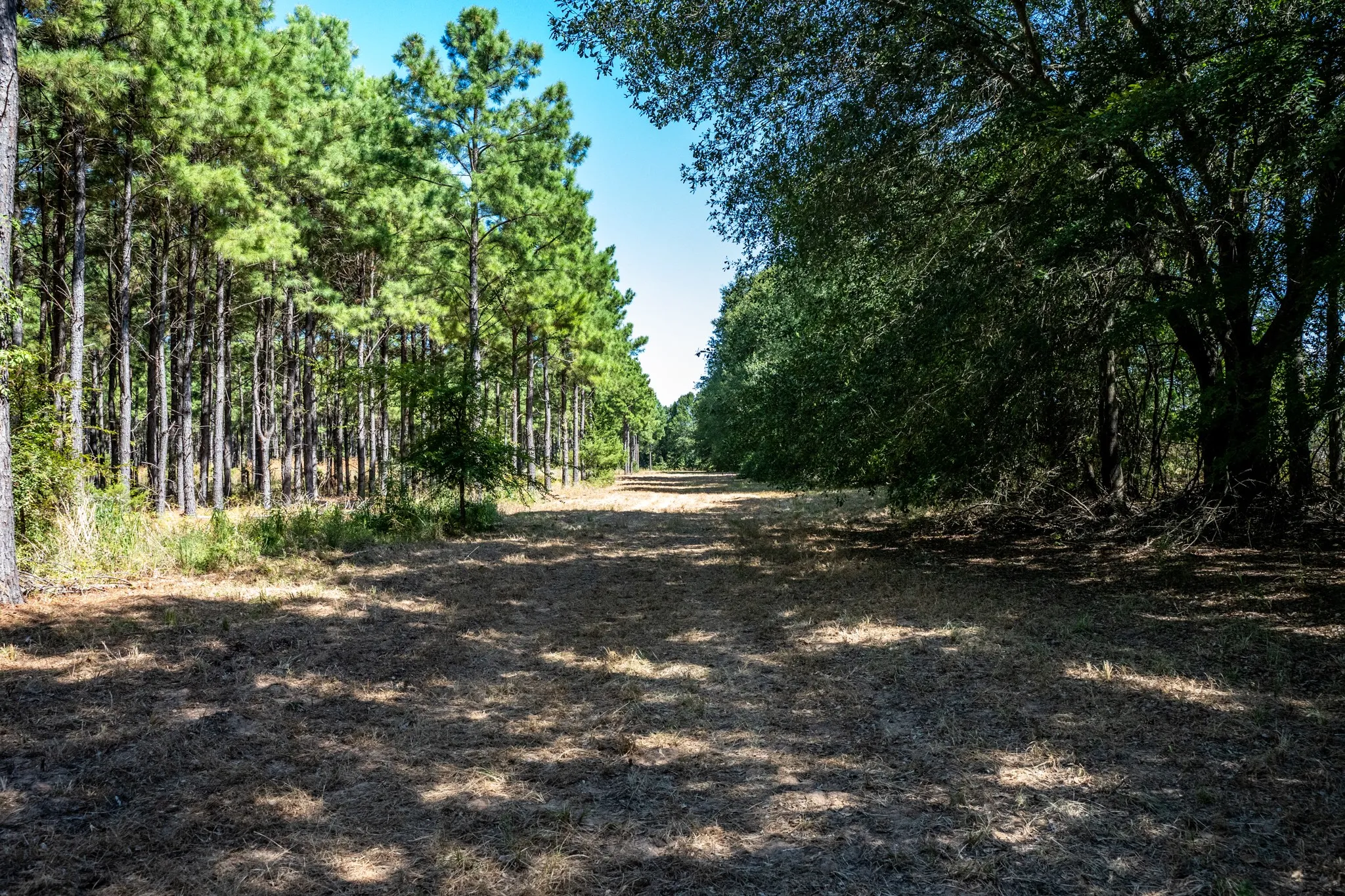 Unimproved Land For Sale in Lamar County , 000 County Road 35400, Arthur City, Texas 75411, 0, 0, Garage spaces, 0 Sqft, built in 0, mls#21391922, Real Estate Agent in Arthur City, Homes For Sale in Lamar county, Homes For Sale in Arthur City, Realtor in Arthur City Texas, Real Estate Brokerage Independent Realty Texas, Luminita Cordes Realtor