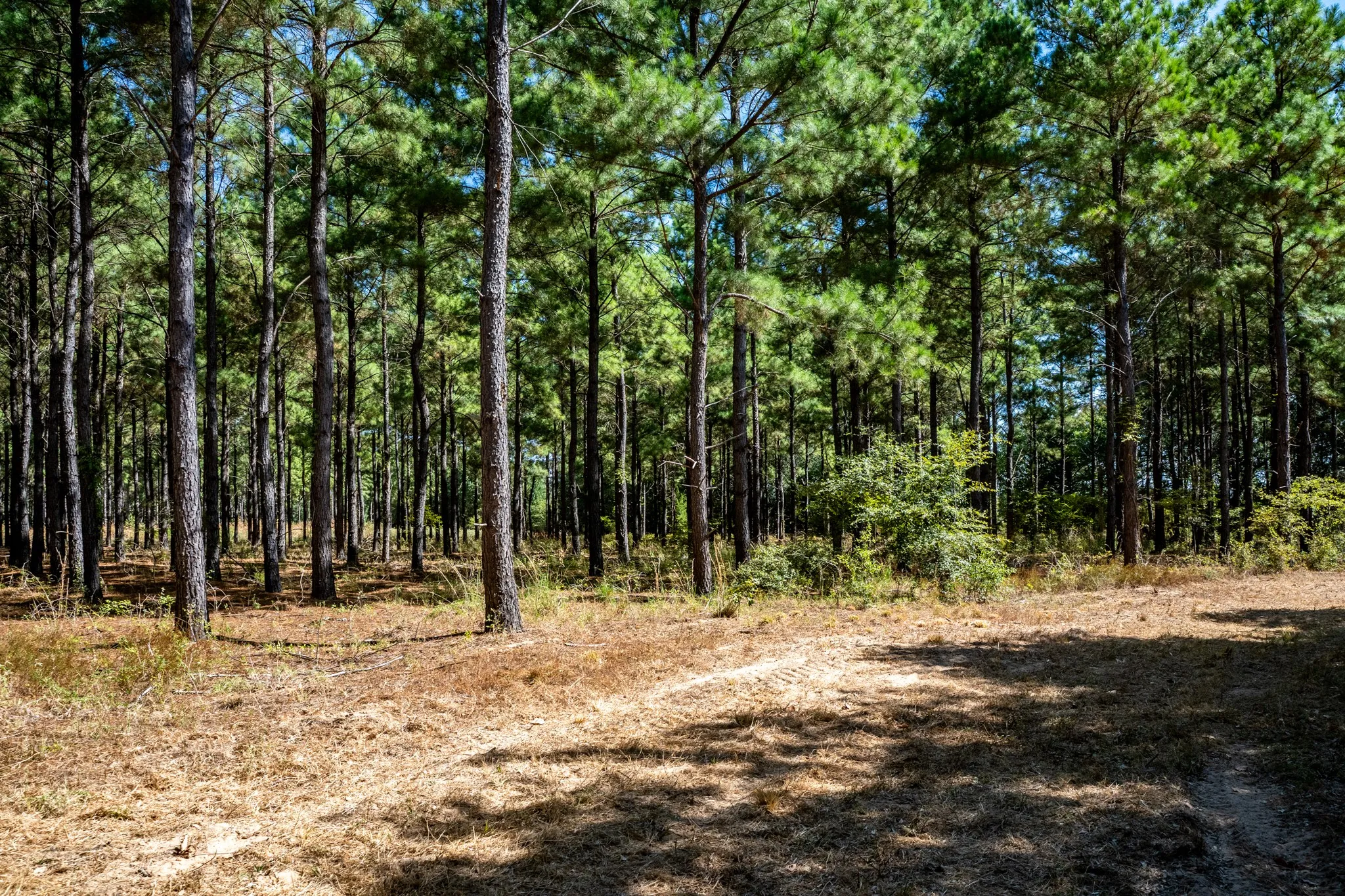 Unimproved Land For Sale in Lamar County , 000 County Road 35400, Arthur City, Texas 75411, 0, 0, Garage spaces, 0 Sqft, built in 0, mls#21391922, Real Estate Agent in Arthur City, Homes For Sale in Lamar county, Homes For Sale in Arthur City, Realtor in Arthur City Texas, Real Estate Brokerage Independent Realty Texas, Luminita Cordes Realtor