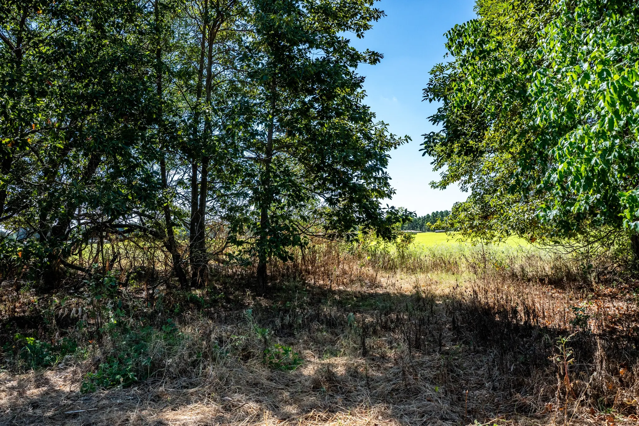 Unimproved Land For Sale in Lamar County , 000 County Road 35400, Arthur City, Texas 75411, 0, 0, Garage spaces, 0 Sqft, built in 0, mls#21391922, Real Estate Agent in Arthur City, Homes For Sale in Lamar county, Homes For Sale in Arthur City, Realtor in Arthur City Texas, Real Estate Brokerage Independent Realty Texas, Luminita Cordes Realtor