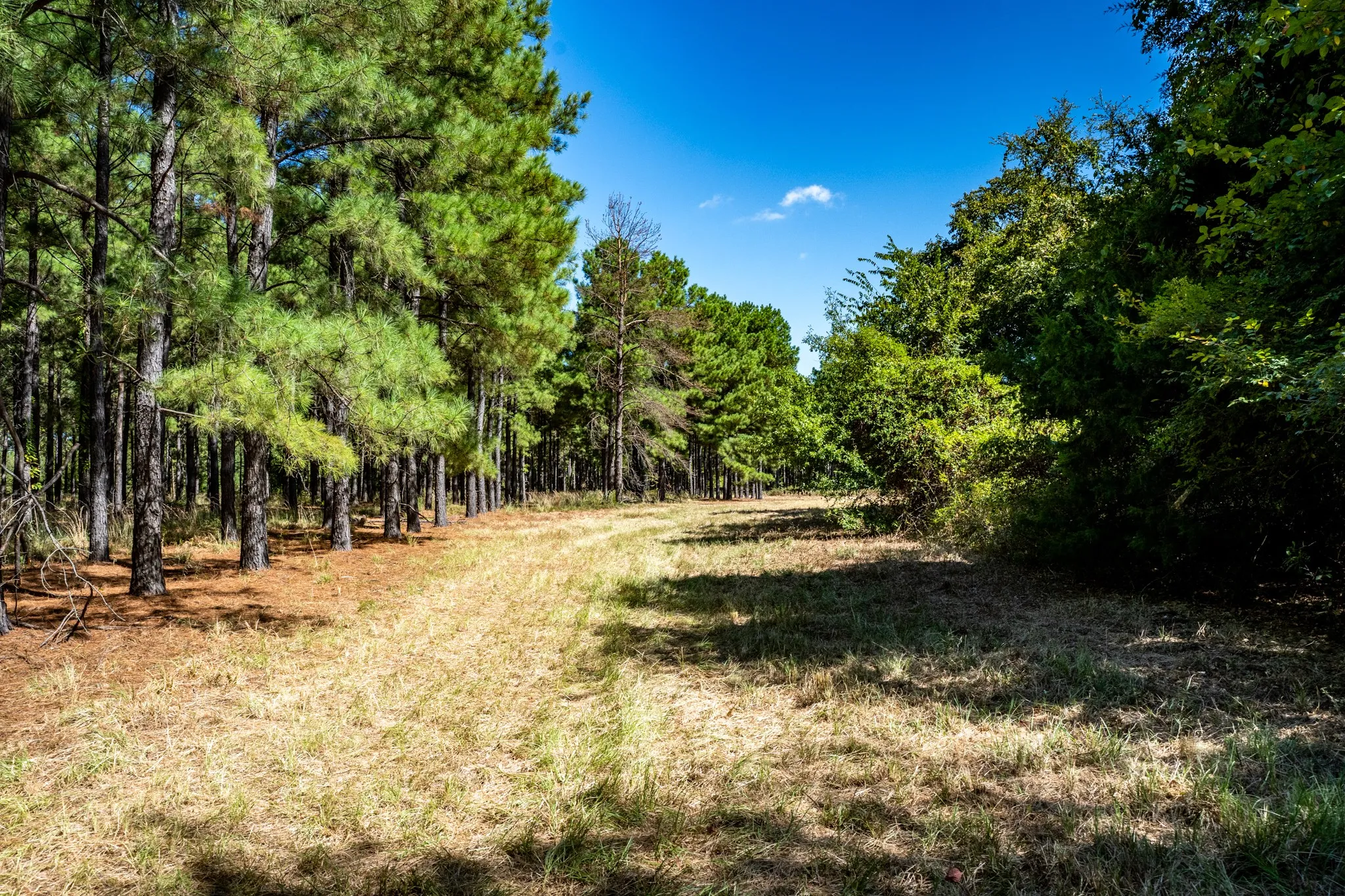 Unimproved Land For Sale in Lamar County , 000 County Road 35400, Arthur City, Texas 75411, 0, 0, Garage spaces, 0 Sqft, built in 0, mls#21391922, Real Estate Agent in Arthur City, Homes For Sale in Lamar county, Homes For Sale in Arthur City, Realtor in Arthur City Texas, Real Estate Brokerage Independent Realty Texas, Luminita Cordes Realtor