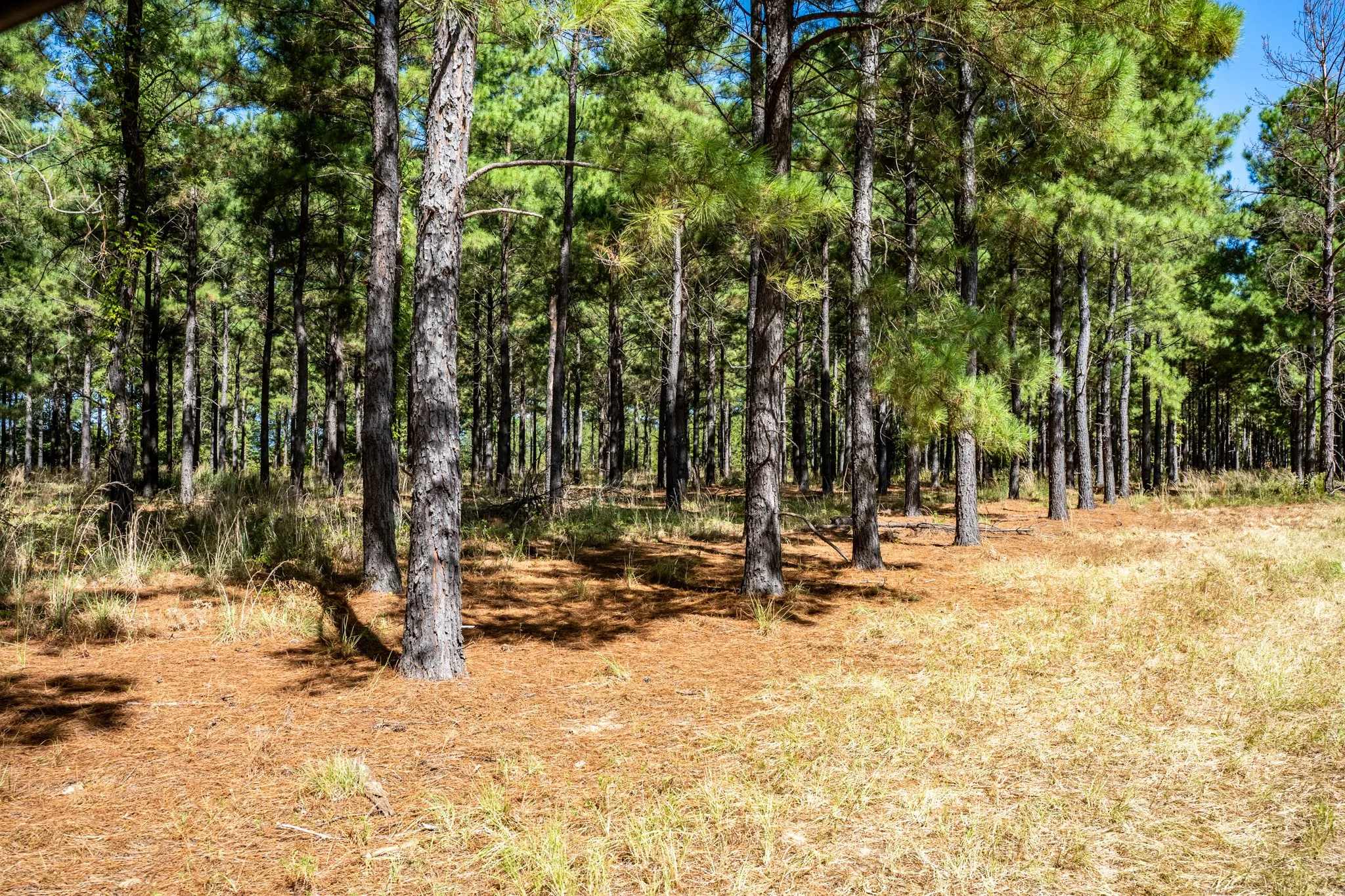 Unimproved Land For Sale in Lamar County , 000 County Road 35400, Arthur City, Texas 75411, 0, 0, Garage spaces, 0 Sqft, built in 0, mls#21391922, Real Estate Agent in Arthur City, Homes For Sale in Lamar county, Homes For Sale in Arthur City, Realtor in Arthur City Texas, Real Estate Brokerage Independent Realty Texas, Luminita Cordes Realtor