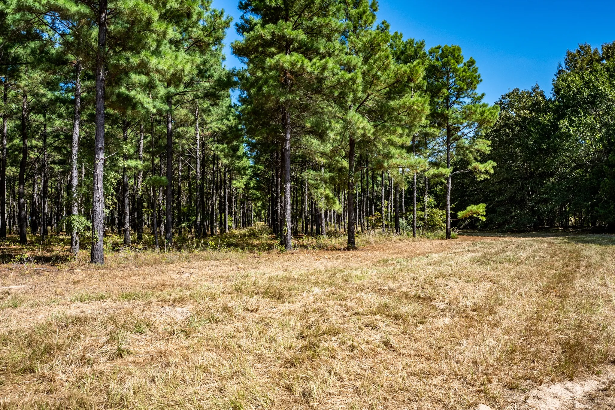 Unimproved Land For Sale in Lamar County , 000 County Road 35400, Arthur City, Texas 75411, 0, 0, Garage spaces, 0 Sqft, built in 0, mls#21391922, Real Estate Agent in Arthur City, Homes For Sale in Lamar county, Homes For Sale in Arthur City, Realtor in Arthur City Texas, Real Estate Brokerage Independent Realty Texas, Luminita Cordes Realtor