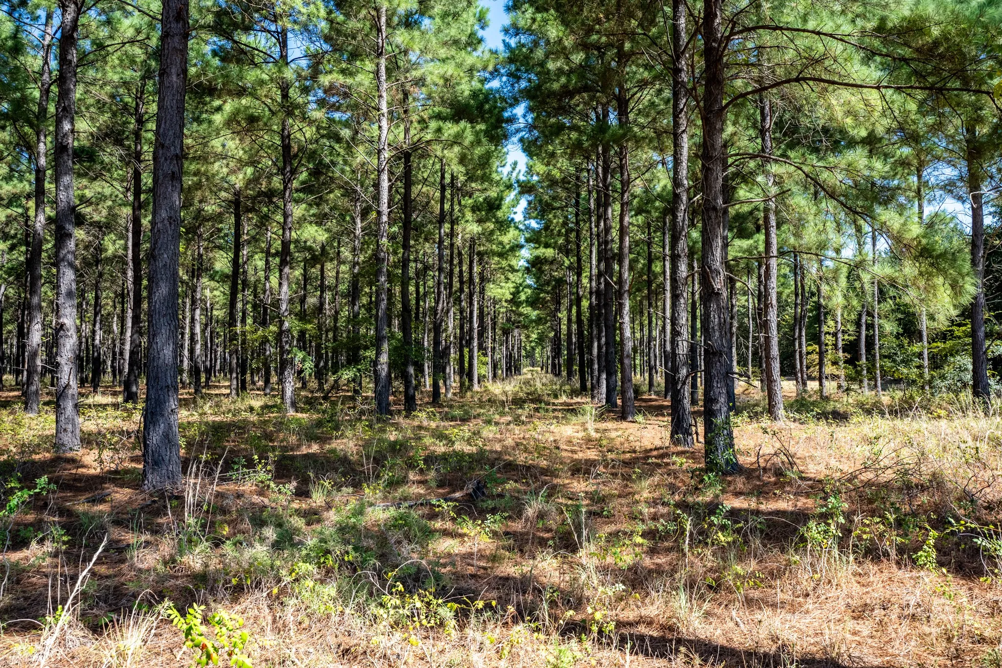 Unimproved Land For Sale in Lamar County , 000 County Road 35400, Arthur City, Texas 75411, 0, 0, Garage spaces, 0 Sqft, built in 0, mls#21391922, Real Estate Agent in Arthur City, Homes For Sale in Lamar county, Homes For Sale in Arthur City, Realtor in Arthur City Texas, Real Estate Brokerage Independent Realty Texas, Luminita Cordes Realtor