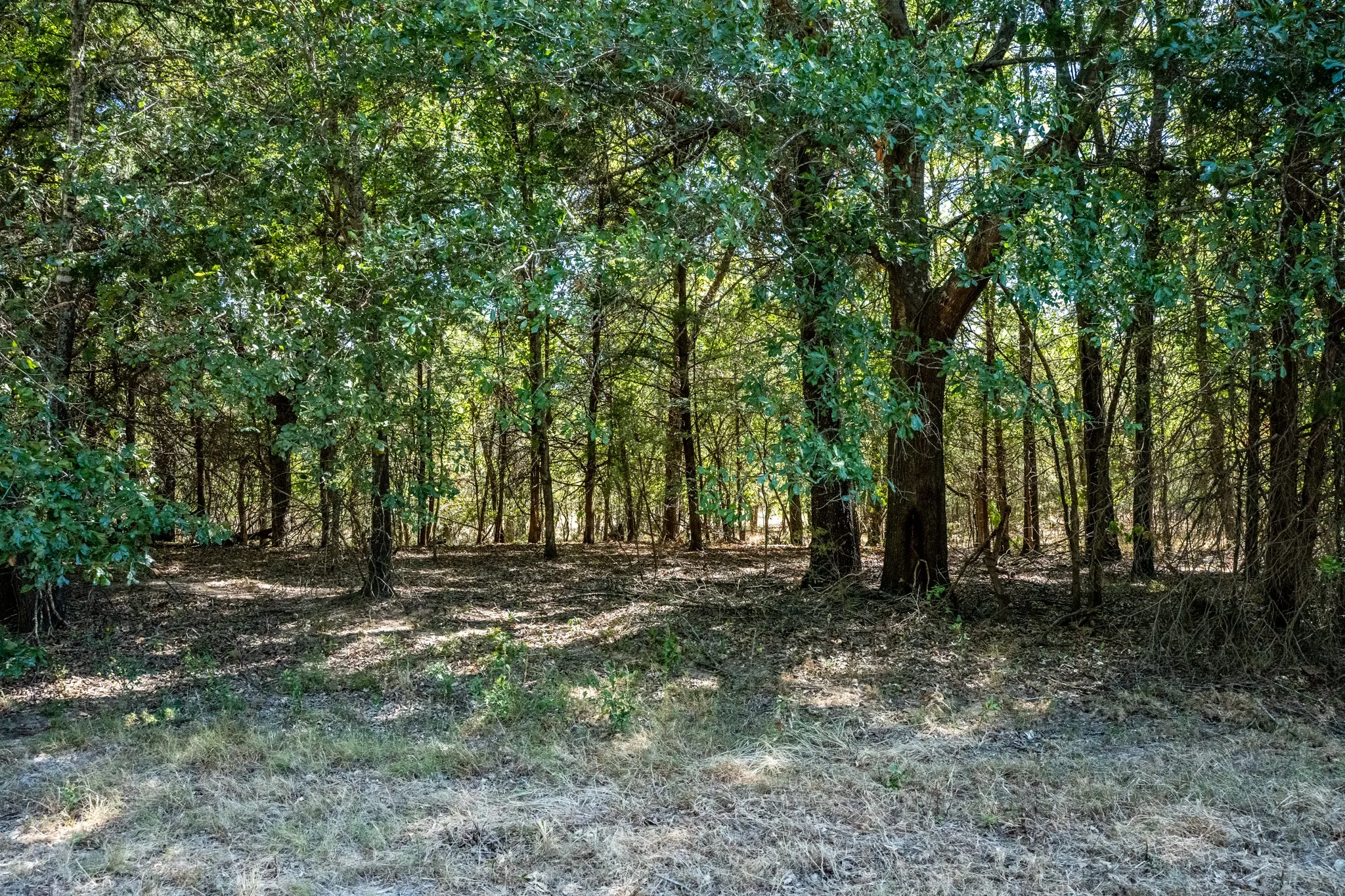 Unimproved Land For Sale in Lamar County , 000 County Road 35400, Arthur City, Texas 75411, 0, 0, Garage spaces, 0 Sqft, built in 0, mls#21391922, Real Estate Agent in Arthur City, Homes For Sale in Lamar county, Homes For Sale in Arthur City, Realtor in Arthur City Texas, Real Estate Brokerage Independent Realty Texas, Luminita Cordes Realtor