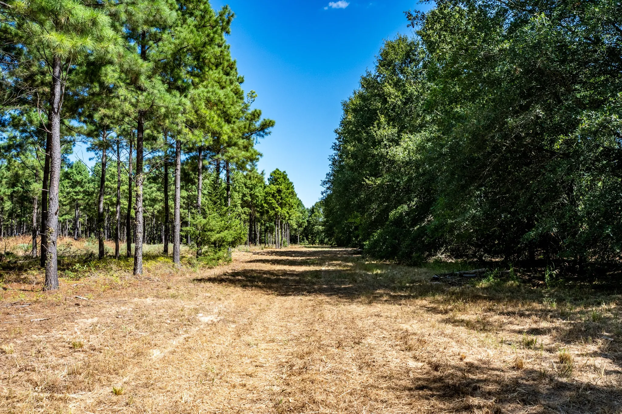 Unimproved Land For Sale in Lamar County , 000 County Road 35400, Arthur City, Texas 75411, 0, 0, Garage spaces, 0 Sqft, built in 0, mls#21391922, Real Estate Agent in Arthur City, Homes For Sale in Lamar county, Homes For Sale in Arthur City, Realtor in Arthur City Texas, Real Estate Brokerage Independent Realty Texas, Luminita Cordes Realtor