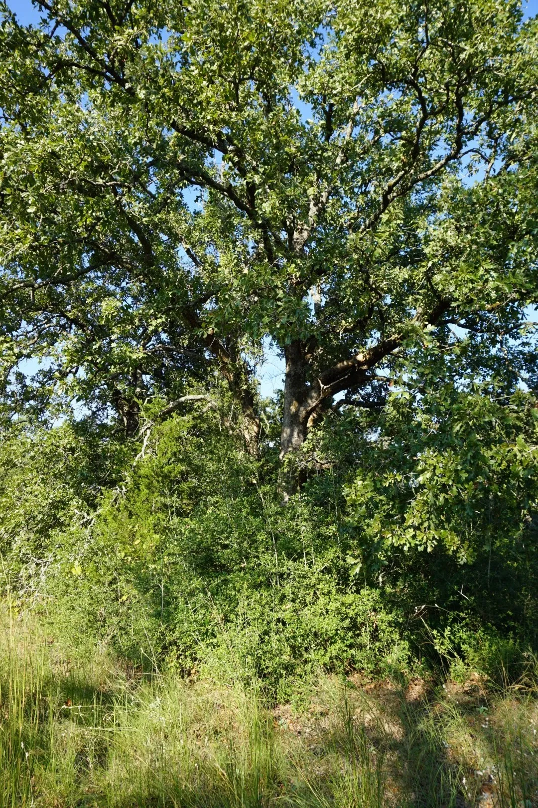 Unimproved Land For Sale in Henderson County , 12641 Private Road 5104, Athens, Texas 75751, 0, 0, Garage spaces, 0 Sqft, built in 0, mls#21391911, Real Estate Agent in Athens, Homes For Sale in Henderson county, Homes For Sale in Athens, Realtor in Athens Texas, Real Estate Brokerage Independent Realty Texas, Luminita Cordes Realtor