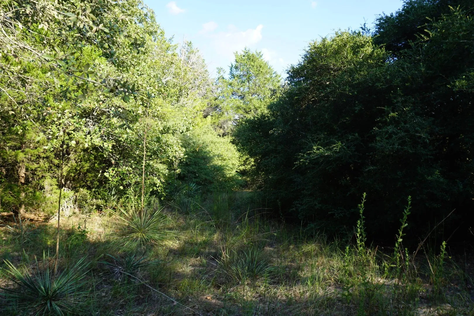 Unimproved Land For Sale in Henderson County , 12641 Private Road 5104, Athens, Texas 75751, 0, 0, Garage spaces, 0 Sqft, built in 0, mls#21391911, Real Estate Agent in Athens, Homes For Sale in Henderson county, Homes For Sale in Athens, Realtor in Athens Texas, Real Estate Brokerage Independent Realty Texas, Luminita Cordes Realtor