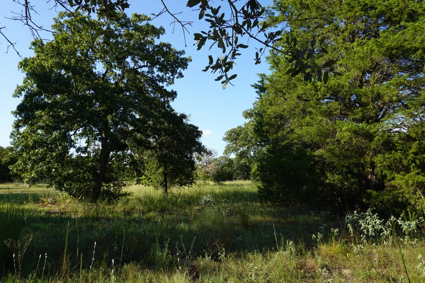 Unimproved Land For Sale in Henderson County , 12641 Private Road 5104, Athens, Texas 75751, 0, 0, Garage spaces, 0 Sqft, built in 0, mls#21391911, Real Estate Agent in Athens, Homes For Sale in Henderson county, Homes For Sale in Athens, Realtor in Athens Texas, Real Estate Brokerage Independent Realty Texas, Luminita Cordes Realtor