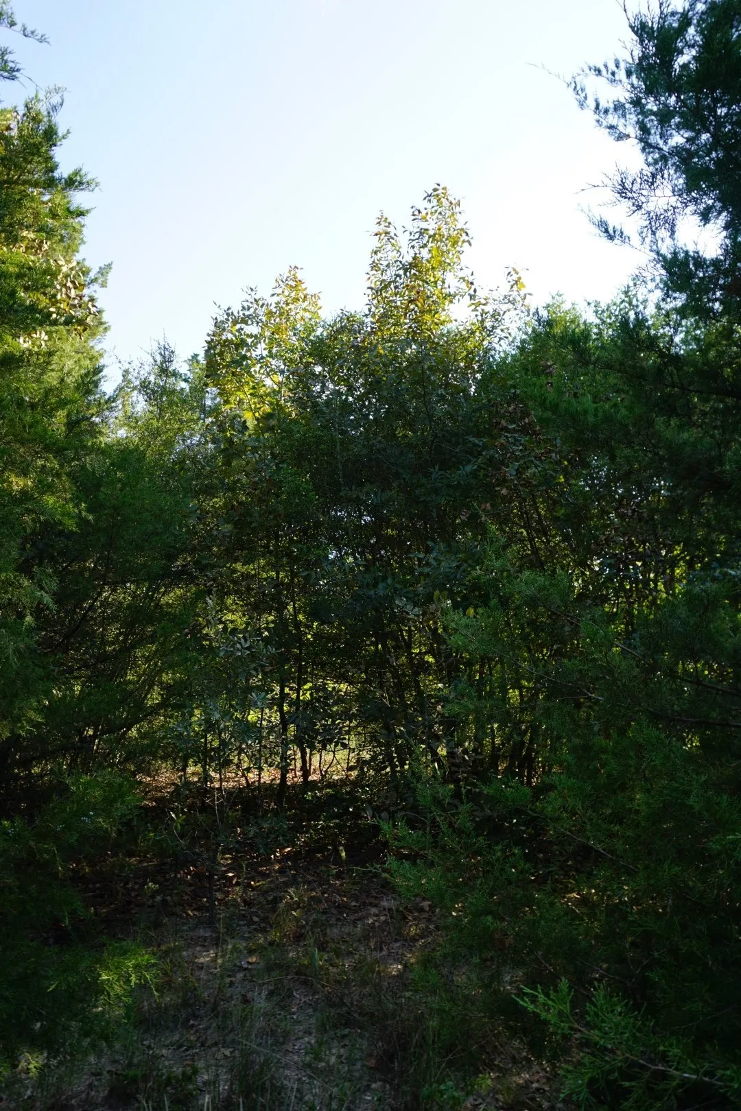 Unimproved Land For Sale in Henderson County , 12641 Private Road 5104, Athens, Texas 75751, 0, 0, Garage spaces, 0 Sqft, built in 0, mls#21391911, Real Estate Agent in Athens, Homes For Sale in Henderson county, Homes For Sale in Athens, Realtor in Athens Texas, Real Estate Brokerage Independent Realty Texas, Luminita Cordes Realtor