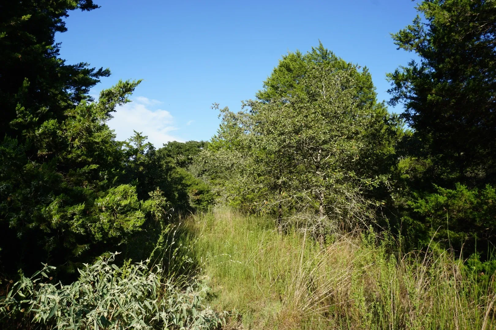 Unimproved Land For Sale in Henderson County , 12641 Private Road 5104, Athens, Texas 75751, 0, 0, Garage spaces, 0 Sqft, built in 0, mls#21391911, Real Estate Agent in Athens, Homes For Sale in Henderson county, Homes For Sale in Athens, Realtor in Athens Texas, Real Estate Brokerage Independent Realty Texas, Luminita Cordes Realtor