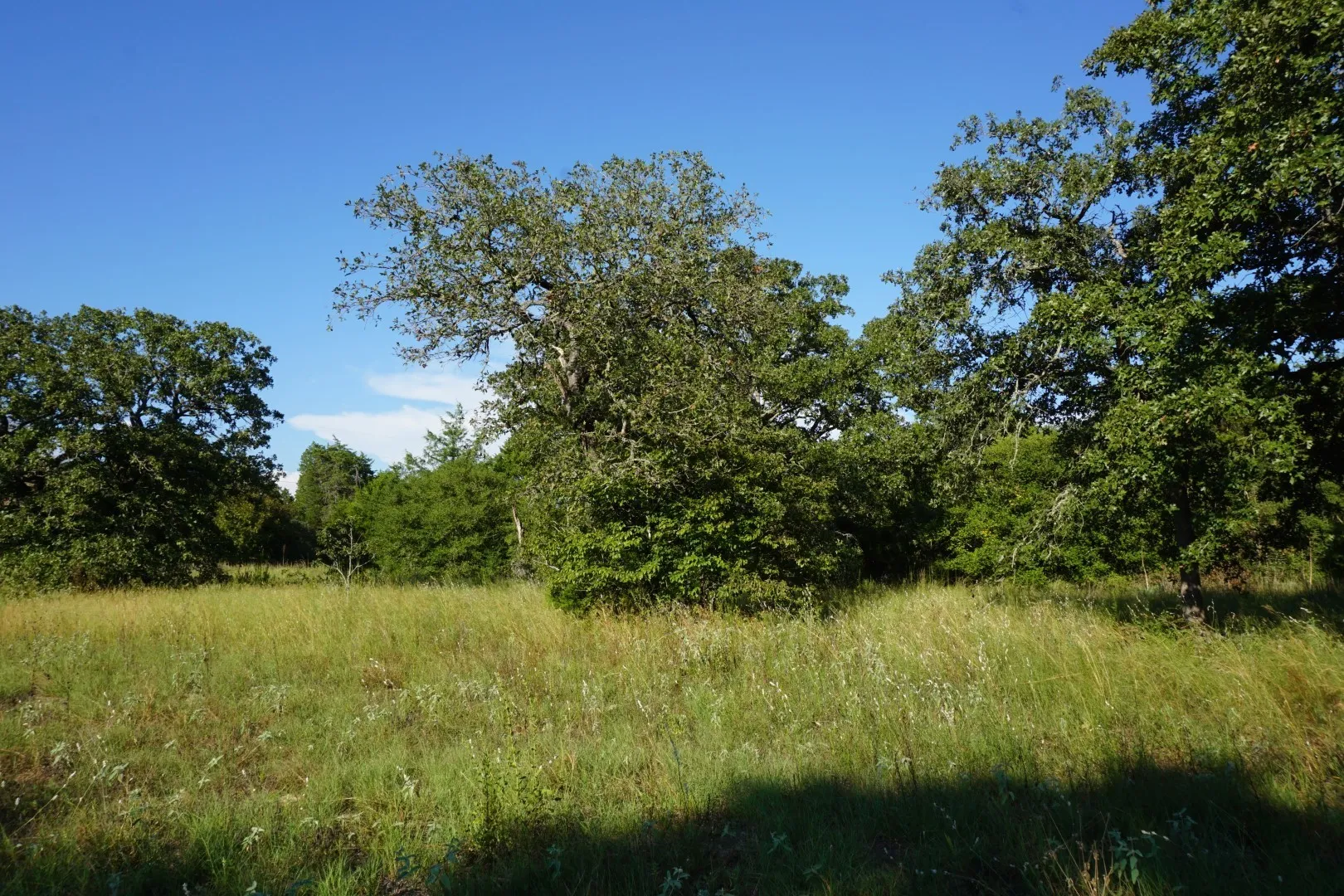 Unimproved Land For Sale in Henderson County , 12641 Private Road 5104, Athens, Texas 75751, 0, 0, Garage spaces, 0 Sqft, built in 0, mls#21391911, Real Estate Agent in Athens, Homes For Sale in Henderson county, Homes For Sale in Athens, Realtor in Athens Texas, Real Estate Brokerage Independent Realty Texas, Luminita Cordes Realtor