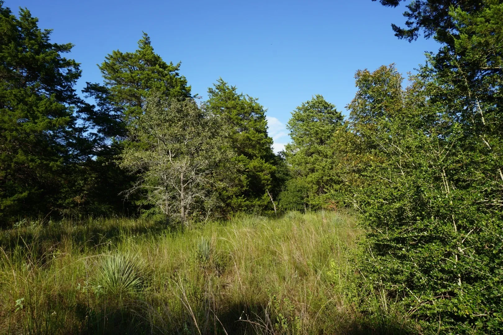 Unimproved Land For Sale in Henderson County , 12641 Private Road 5104, Athens, Texas 75751, 0, 0, Garage spaces, 0 Sqft, built in 0, mls#21391911, Real Estate Agent in Athens, Homes For Sale in Henderson county, Homes For Sale in Athens, Realtor in Athens Texas, Real Estate Brokerage Independent Realty Texas, Luminita Cordes Realtor