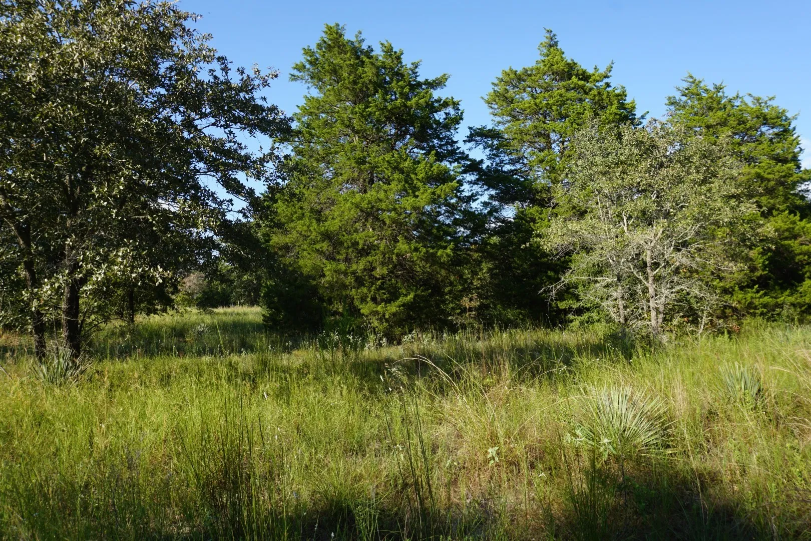 Unimproved Land For Sale in Henderson County , 12641 Private Road 5104, Athens, Texas 75751, 0, 0, Garage spaces, 0 Sqft, built in 0, mls#21391911, Real Estate Agent in Athens, Homes For Sale in Henderson county, Homes For Sale in Athens, Realtor in Athens Texas, Real Estate Brokerage Independent Realty Texas, Luminita Cordes Realtor