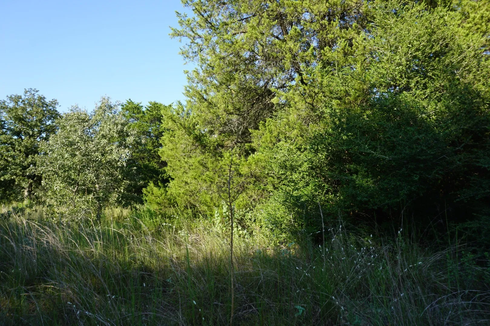 Unimproved Land For Sale in Henderson County , 12641 Private Road 5104, Athens, Texas 75751, 0, 0, Garage spaces, 0 Sqft, built in 0, mls#21391911, Real Estate Agent in Athens, Homes For Sale in Henderson county, Homes For Sale in Athens, Realtor in Athens Texas, Real Estate Brokerage Independent Realty Texas, Luminita Cordes Realtor