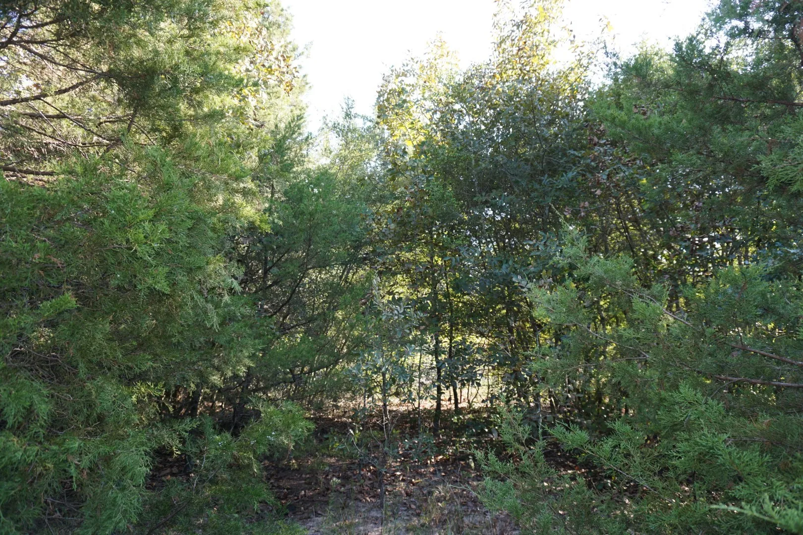 Unimproved Land For Sale in Henderson County , 12641 Private Road 5104, Athens, Texas 75751, 0, 0, Garage spaces, 0 Sqft, built in 0, mls#21391911, Real Estate Agent in Athens, Homes For Sale in Henderson county, Homes For Sale in Athens, Realtor in Athens Texas, Real Estate Brokerage Independent Realty Texas, Luminita Cordes Realtor
