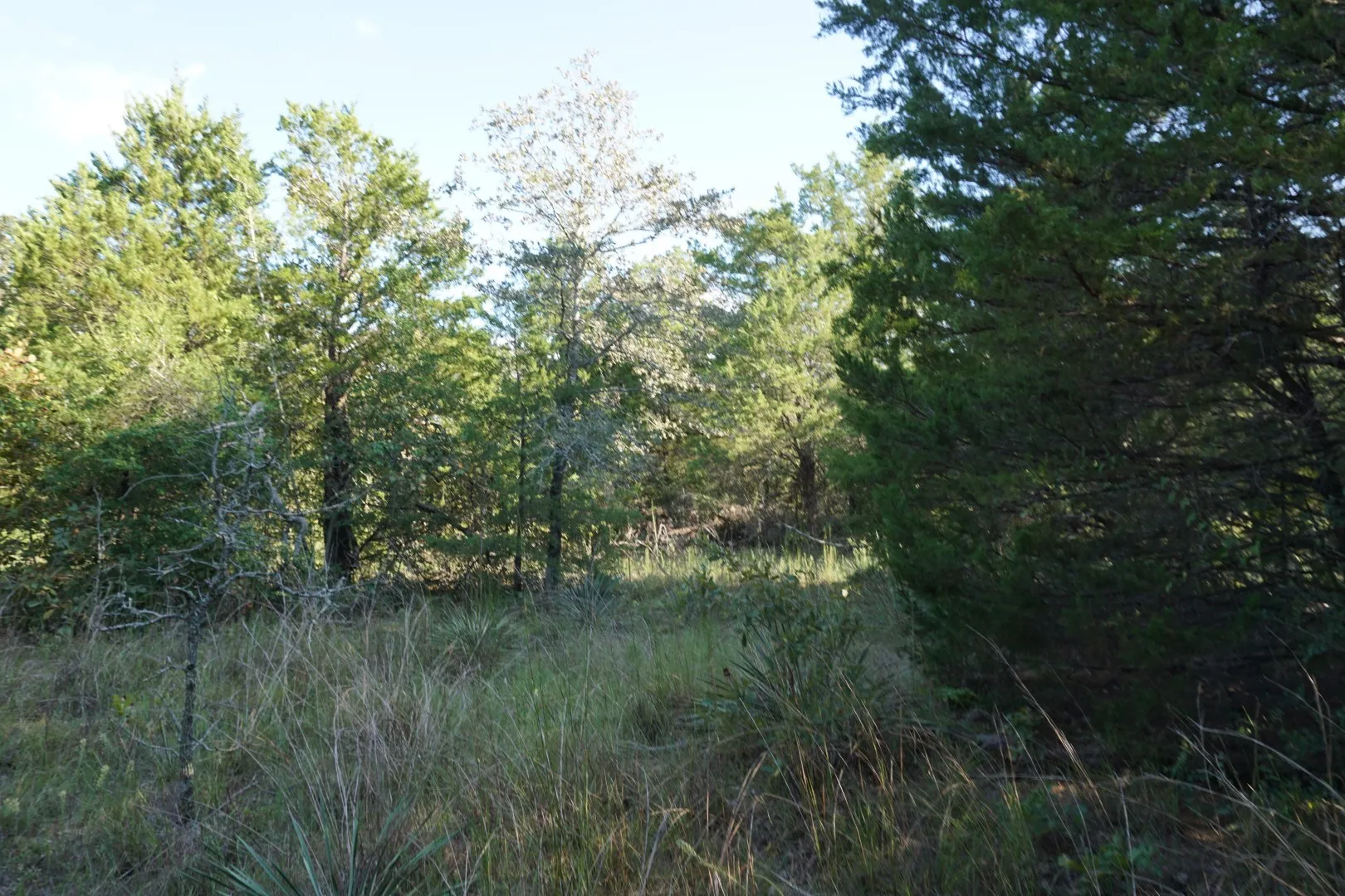 Unimproved Land For Sale in Henderson County , 12641 Private Road 5104, Athens, Texas 75751, 0, 0, Garage spaces, 0 Sqft, built in 0, mls#21391911, Real Estate Agent in Athens, Homes For Sale in Henderson county, Homes For Sale in Athens, Realtor in Athens Texas, Real Estate Brokerage Independent Realty Texas, Luminita Cordes Realtor