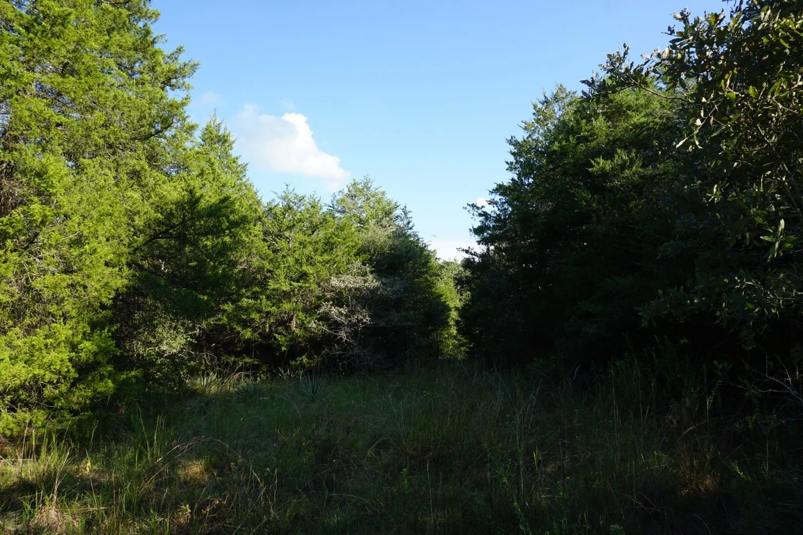 Unimproved Land For Sale in Henderson County , 12641 Private Road 5104, Athens, Texas 75751, 0, 0, Garage spaces, 0 Sqft, built in 0, mls#21391911, Real Estate Agent in Athens, Homes For Sale in Henderson county, Homes For Sale in Athens, Realtor in Athens Texas, Real Estate Brokerage Independent Realty Texas, Luminita Cordes Realtor