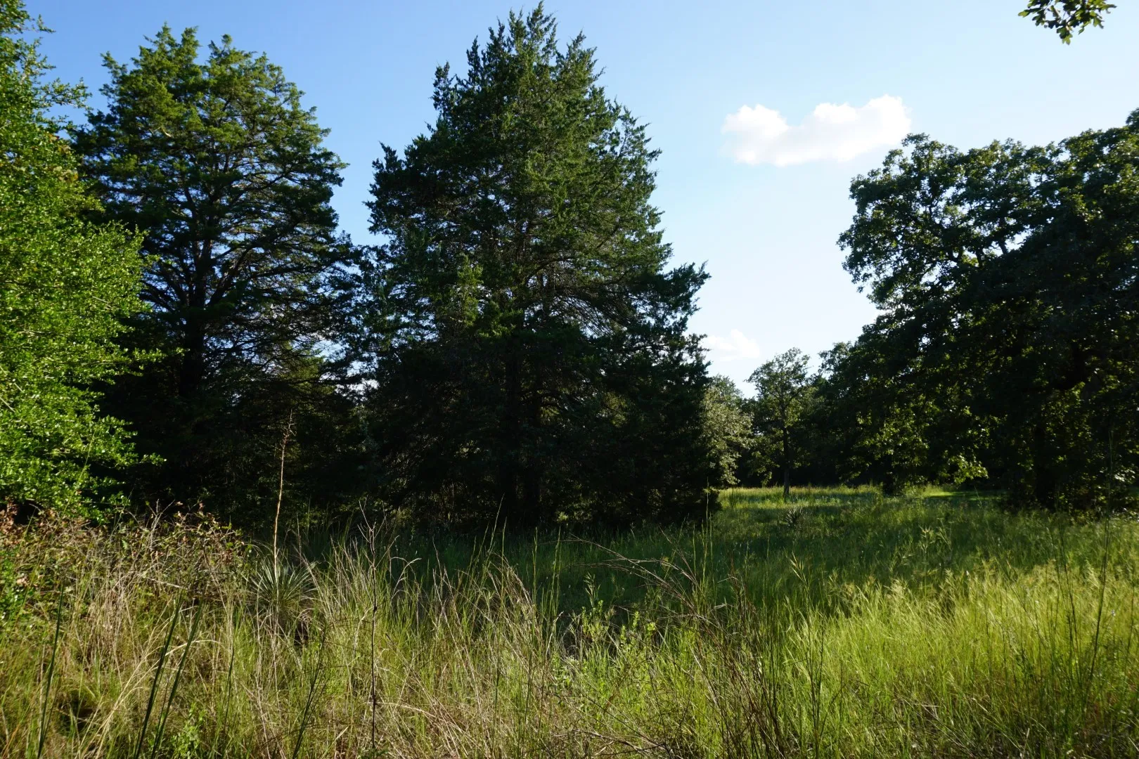 Unimproved Land For Sale in Henderson County , 12641 Private Road 5104, Athens, Texas 75751, 0, 0, Garage spaces, 0 Sqft, built in 0, mls#21391911, Real Estate Agent in Athens, Homes For Sale in Henderson county, Homes For Sale in Athens, Realtor in Athens Texas, Real Estate Brokerage Independent Realty Texas, Luminita Cordes Realtor