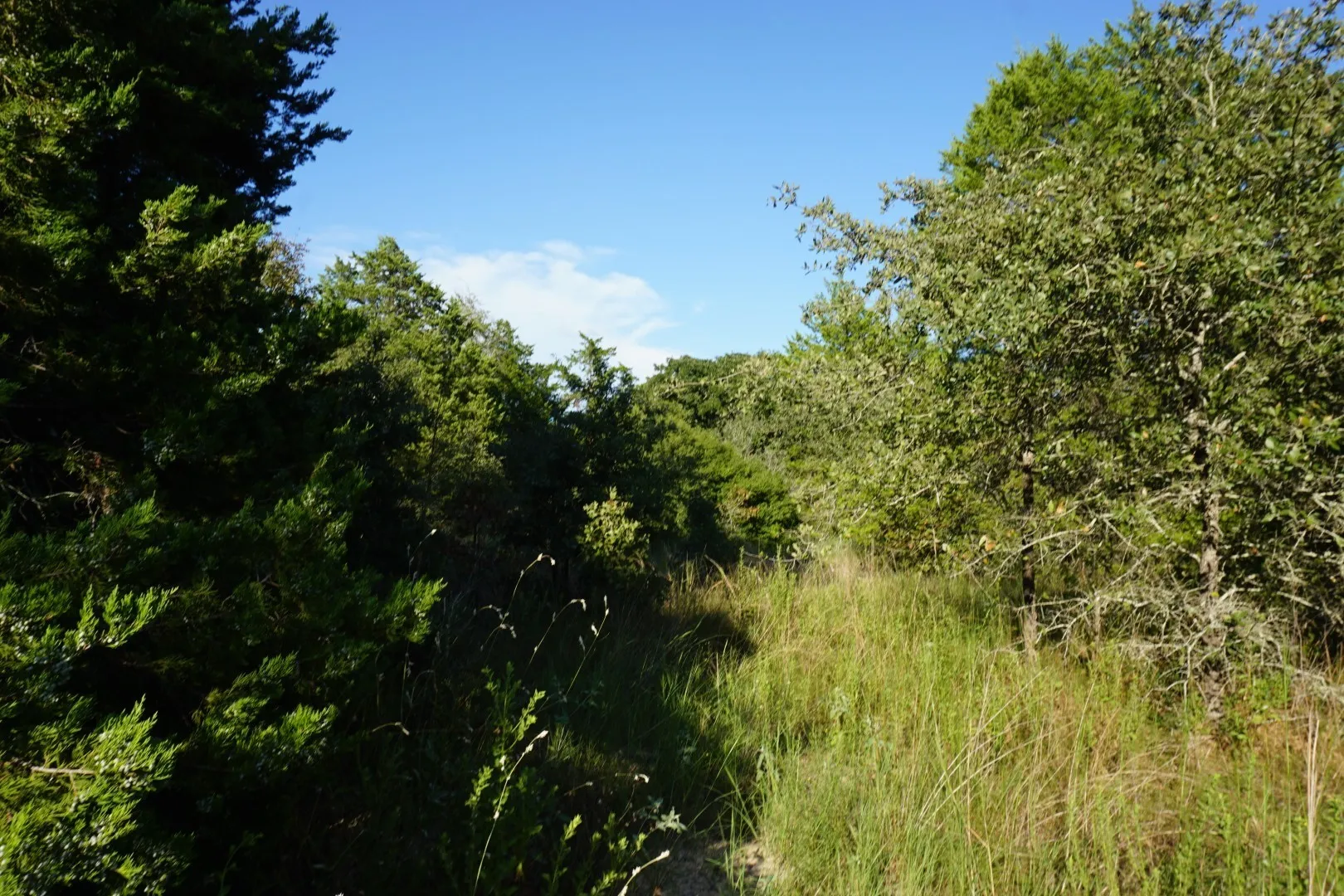 Unimproved Land For Sale in Henderson County , 12641 Private Road 5104, Athens, Texas 75751, 0, 0, Garage spaces, 0 Sqft, built in 0, mls#21391911, Real Estate Agent in Athens, Homes For Sale in Henderson county, Homes For Sale in Athens, Realtor in Athens Texas, Real Estate Brokerage Independent Realty Texas, Luminita Cordes Realtor