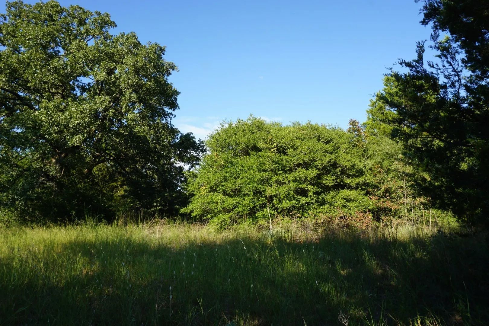 Unimproved Land For Sale in Henderson County , 12641 Private Road 5104, Athens, Texas 75751, 0, 0, Garage spaces, 0 Sqft, built in 0, mls#21391911, Real Estate Agent in Athens, Homes For Sale in Henderson county, Homes For Sale in Athens, Realtor in Athens Texas, Real Estate Brokerage Independent Realty Texas, Luminita Cordes Realtor