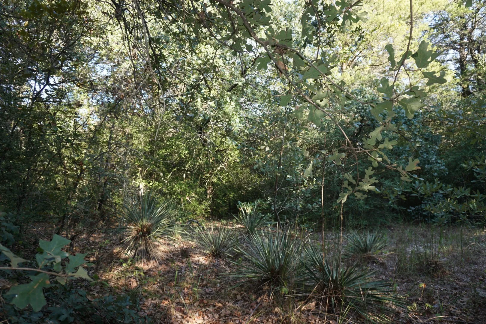 Unimproved Land For Sale in Henderson County , 12641 Private Road 5104, Athens, Texas 75751, 0, 0, Garage spaces, 0 Sqft, built in 0, mls#21391911, Real Estate Agent in Athens, Homes For Sale in Henderson county, Homes For Sale in Athens, Realtor in Athens Texas, Real Estate Brokerage Independent Realty Texas, Luminita Cordes Realtor